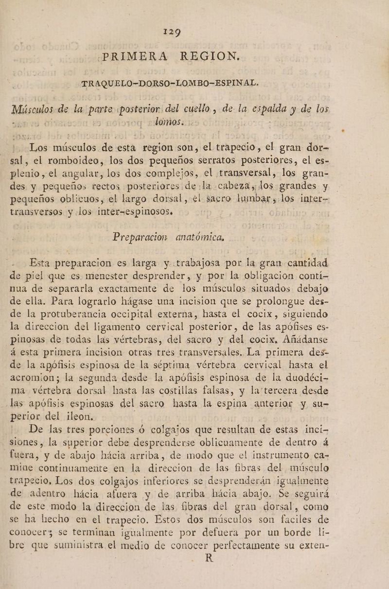 PRIMERA REGION. TRAQUELO-DORSO-LOMBO-ESPINAL. Músculos de la parte posterior. del cuello , de la > y de los domos. Los músculos de esta region son, el trapecio, el gran dor- sal, el romboideo, los dos pequeños serratos posteriores, el es- plenio, el angalar, los dos complejos, el transversal, los gran- des y pequeños rectos posteriores de:la cabeza», los grandes y pequeños oblicuos, el largo dorsal, él sacro lumbar,.los inter- trausversos y los inter=espinosos. Preparacion anatómica, Esta preparacion es larga y. trabajosa por la eran cantidad de piel que es menester desprender, y por la obligacion contí- nua de separarla exactamente de los músculos situados debajo de ella. Para lograrlo hágase una incision que se prolongue des- de la protuberancia occipital externa, hasta el cocix, siguiendo la direccion del ligamento cervical posterior, de las apófises es- pinosas de todas las vértebras, del sacro y del cocix, Añádanse á esta primera incisión otras tres transversales. La primera des- de la apófisis espinosa de la séptima vértebra cervical hasta el acromion; la segunda desde la apófisis espinosa de la duodéci- ma vértebra dorsal hasta las costillas falsas, y la'tercera desde las apófisis espinosas del sacro hasta la espina anterior y su- perior del ¡leon, | De las tres porcione s 0 colgajos que resultan de estas inci- siones, la syperior debe desprenderse oblicuamente de dentro á fuera, y de abajo hácia arriba, de modo que el instrumento ca- mine continuamente en la direccion de las fibras del músculo trapecio, Los dos colgajos inferiores se desprenderán igualmente de adentro hácia afuera y de arriba hácia abajo. Se seguirá de este modo la direccion de las fibras del gran dorsal, como se ha hecho en el trapecio. Estos dos músculos son faciles de conocer se terminan igualmente por defuera por un borde li- bre que suministra el medio de conocer perfectamente su exten- R