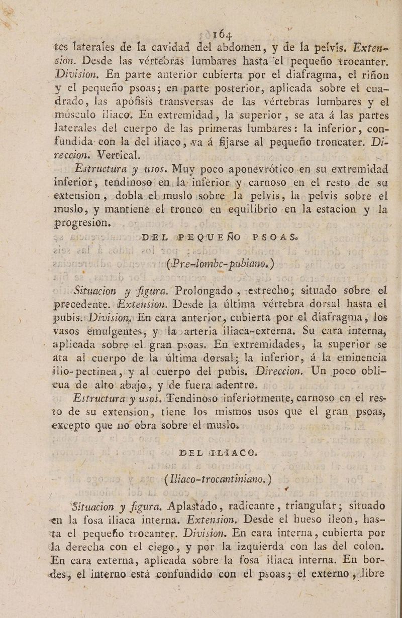 iba o tes laterales de la cavidad del Odón, y de la pelvis, Entel sion. Desde las vértebras lumbares hasta “el pequeño trocanter. Division. En parte anterior cubierta por el diafragma, el riñon y el pequeño psoas; en parte posterior, aplicada sobre el cua- drado, las apófisis transversas de las vértebras lumbares y el músculo iliaco. En extremidad, la superior, se ata á las partes laterales del cuerpo de las primeras lumbares: la inferior, con- fundida: con la del iliaco, wa á Ejarse al pequeño troncater. Di- reccion. Vertical. ] Estructura y usos. Muy poco aponevrótico.en su extremidad inferior, tendinoso en. la: inferior y carnoso en el resto de su extension , dobla el. muslo «sobre la pelvis, la pelvis sobre el muslo, y mantiene el tronco. en equilibrio en la estacion y la ao DEL PEQUEÑO PSOAS. dl (Precombe-pubiamo) Situacion y: figura. —Prolongado , estrecho; Solo sobre el precedente. Extension. Desde la, última Séttebea dorsal hasta el pubis. Division,: En cara anterior, cubierta por el diafragma , los vasos Emulgentes, y. la arteria ¡liaca-externa. Su cara interna, aplicada sobre el gran psoas. En extremidades, la superior “se áta al cuerpo de la última dersal; la inferior, á la eminencia ilio-pectimea , y al cuerpo del LE Direccion. Un poca; Obli- cua de alto abajo, y de fuera adentre. Estructura y usos. Tendinoso inferiormente, € carnoso en él res- to de su extension, tiene los mismos usos que el gran psoas, excepto que no obra sobre elmusio. DEL TLIACO. | (Iliaco-trocantiniano,.) A $ Situacion y figura. Aplastado, radicante, triangular; situado «en la fosa iliaca interna. Extension. Desde el hueso ileon, has- “ta el pequeño trocanter. Division. En cara interna , cubierta por la derecha con el ciego, y por la izquierda con las del colon, En cara externa, aplicada sobre la fosa iliaca interna. En bor- des, el interno está confundido con el psoas; el externo s libre EA