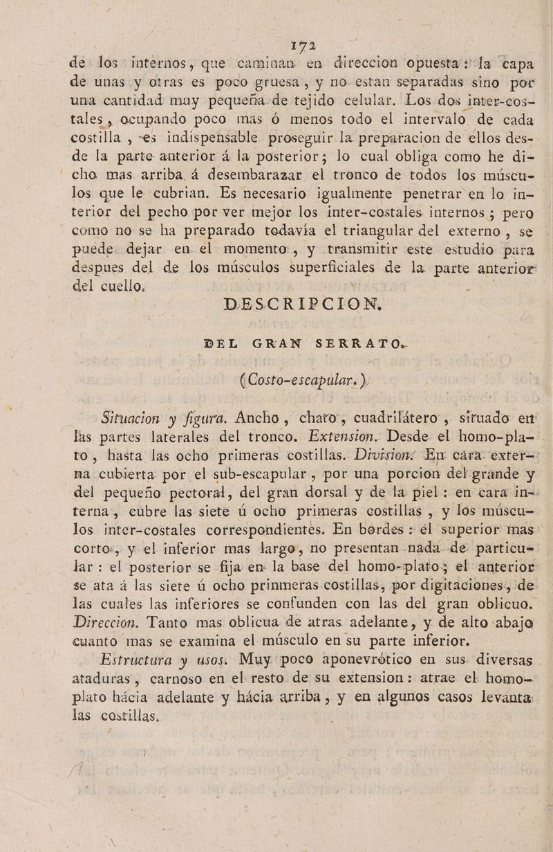 de los internos, que caminan en dirección opuesta +'la “capa de unas y Otras es poco gruesa, y no estan separadas sino por una cantidad muy pequeña de tejido celular. Los dos inter-cos- tales , ocupando poco mas ó menos todo el intervalo. de cada costilla. , -es indispensable proseguir la. preparacion de ellos des-- de la parte anterior á la posterior; lo cual obliga como he di- cho mas arriba á desembarazar el tronco de todos los múscu-= los que le cubrian. Es necesario igualmente penetrar en lo ¡n= terior del pecho por ver mejor los inter-costales internos ; pero - como no se ha preparado tedavía el triangular del externo, se puede. dejar en el momento, y transmitir este estudio para despues del de los músculos superficiales de la parte anterior del cuello. | . DESCRIPCION. DEL GRAN SERRATO. O (Costo-escapular. ). Situacion y figura. Ancho , chato, cuadrilátero, situado er las partes laterales del tronco. Extension. Desde el homo-pla='. to, seba las ocho primeras costillas. Division: En cára: exter=: na cubierta por el sub-escapular , por una porcion del grande y del pequeño pectoral, del gran dorsal y de la piel : en cara in-: terna, cubre las siete ú ocho primeras costillas , y los múscu= los inter-costales correspondientes. En bordes : él superior mas corto:, y el inferior mas largo, no presentan-nada de particu- lar : el posterior se fija en: la base del homo-plato; el anterior se ata á las siete ú ocho prinmeras costillas, por digitaciones:, de las cuales las inferiores se confunden con las del gran oblicuo. Direccion. Tanto mas oblicua de atras adelante, y de alto «abajo cuanto mas se examina el músculo en su parte inferior. Estructura y usos. Muy poco aponevrético en sus. diversas . ataduras, carnoso en el resto de su extension: atrae el homo-= plato hácia adelante y hácia arriba, y en algunos casos levanta: las costillas,