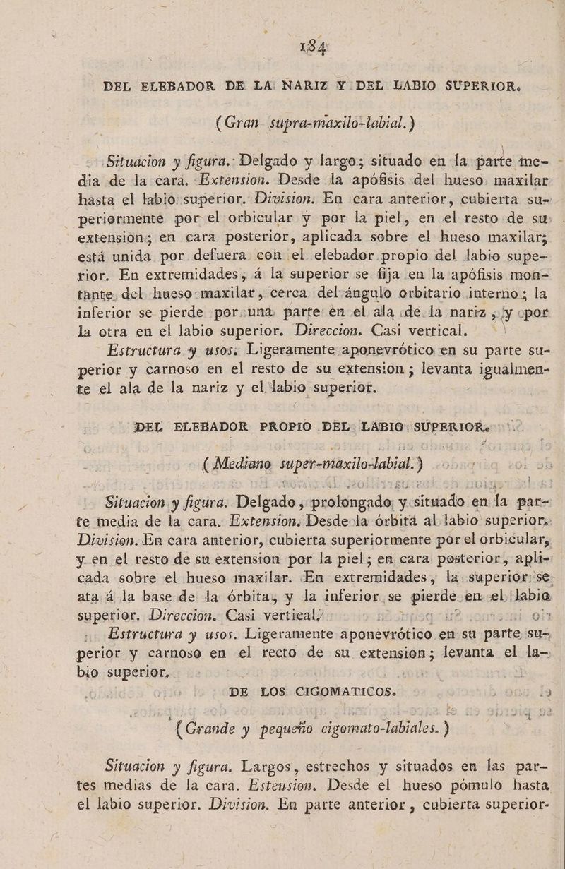 134 ” DEL ELEBADOR DE LA: NARIZ Y. DEL LABIO SUPERIOR. (Gran supra-maxilo-labial.) Situacion y figura.: Delgado y largo; situado en la parte me-= - dia de la cara. Extension. Desde la apófisis del hueso. maxilar hasta el labio: superior. Division: En cara anterior, cubierta su= - periormente por el orbicular y por la piel, en el resto de su: - extensions en cara posterior, aplicada sobre el hueso maxilar; está unida por defuera con el elebador. propio del labio supe= rior. En extremidades, á la superior se fija en la apófisis mon- tante, del huesoomaxilar, cerca del ángulo orbitario interno; la inferior se pierde por:una parte: en el ala «de la nariz Y por la otra en el labio superior. Direccion. Casi vertical. Estructura y usos. Ligeramente aponevrótico en su parte su- perior y carnoso en el resto de su extension; levanta igualmen- te el ala de la nariz y el, eS “superior. ; DEL ELEBADOR PROPIO DARYLABIO NS ARERIOA:: mt (Mediano super-maxilo abia ) obser Plis y figura. Delgado y prabiimagedas y átuizdo:e en da par= te media de la cara. Extension. Desde-la órbita al labio superior, Division. En cara anterior, cubierta superiormente por el orbicular, y.en el resto de su extension por la piel; en cara posterior, aplt- cada sobre el hueso maxilar. En extremidades, la superior: se. ata. á la baseide la órbita, y la inferior. se pa en el. Jabja superior. Direccion. Casi velniciló ba po ind 041 Estructura y usos. Ligeramente aponegrátido en su hice su=, perior y carnoso en el recto de su extension; levanta el la- bio superior. : | ÓN 0 | DE LOS CIGOMATICOS. > Orio, de $e A Grande y pequeño cigomato-labiales. ) Situacion y figura. Largos, estrechos y situados en las par- tes medias de la cara. Estemsion. Desde el hueso pómulo hasta ; . IAS < . . 1 el labio superior. Division. En parte anterior , cubierta superior-