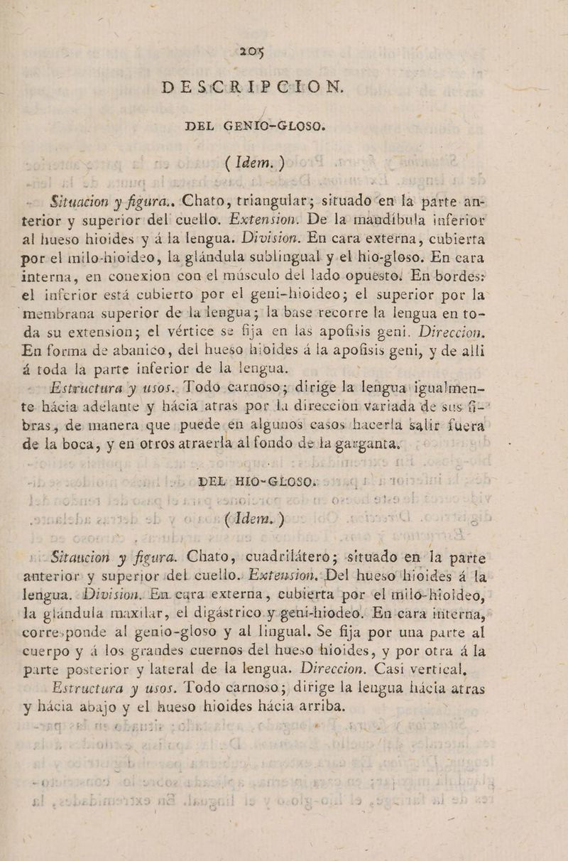 DESCRIPCION, DEL GENTO-GLOSO. ( Fan ) Situacion J ia Chato, pongan: siruado! en la parte an- terior y superior del cuello. Encinas De la maudíbula inferior al hueso hioides y á la lengua. Division. En cara externa, cubierta por el milo-hioideo, la glándula sobe y el hio- -gloso. En cara interna, en conexion con el músculo del lado opuesto! En bordes: el inferior está cubierto por el geni-hioideo; el superior por la: “membrana superior de la lengua; la base recorre la lengua en to- da su extension; el vértice se fija en las apofisis geni. Direccion. En forina de abanico, del hueso híoides á la apofisis geni, y de alli á toda la parte inferior de la lengua. : Estructura y usos. Todo carnoso; dirige la lengua: igualmen- te hácia adelante y hácia atras por a direccion variada de sus G-* bras, de manera que puede én algunos casos hacerla salir fuera de la boca, y en otros atraerla al fondo de la cera is DEL HPO> GLOSO. A dem ) -Sitancion y gora Chato, cuadriláteró ; siendo en la parte anterior y superjor del cuello.. Extension. Del hueso 'hioides á la lengua. Division. En. cara externa, cubierta por el milo-hioideo, la glándula maxilar, el digástrico y geni-hiodeo. En cara interna, corresponde al genio-gloso y al lingual. Se fija por una parte al cuerpo y á los grandes cuernos del hueso hioides, y por otra á la parte posterior y lateral de la lengua. Direccion. Casi vertical, Estructura y usos. Todo carnoso; dirige la lengua Jia atras y hácia Mago y el Hueso hioides hácia arriba. rm 4 Ñ GoSrhisl ¿E