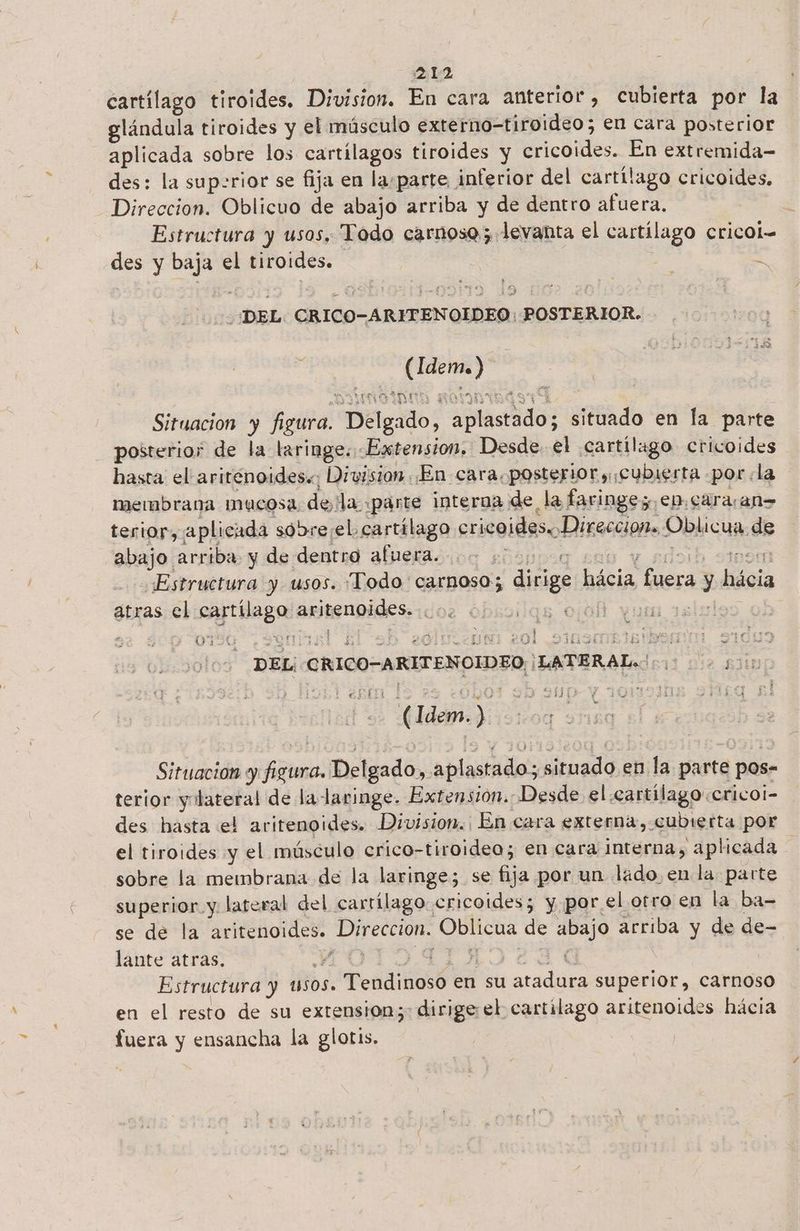 cartílago tiroides. Division. En cara anterior , cubierta por la glándula tiroides y el músculo externo-tiroideo; en cara posterior aplicada sobre los cartilagos tiroides y cricoides. En extremida- des: la sup-rior se fija en la.parte inferior del cartílago cricoides. Direccion. Oblicuo de abajo arriba y de dentro afuera, Estructura y usos, Todo carnoso; levanta el cartílago cricol= des y baja el tiroides. 2 E “DEL. CRICO-ARITENOLDEO: POSTERIOR. (Idem. ) Situacion y figura. Delgado, aplastado; situado en la parte posterior de la lxringe: Extension, Desde el cartilago cricoides hasta el ariténoides«; Division. En cara. posterior y ¡cubierta por «la membrana mucosa de la «parte interoa de la faringe, eb.cara/an> terior, aplicada sóbre¡el cartílago crico ¡des Direccion. Oblicua de abajo arriba y de dentro afuera. A Sao € ARO 30 Estructura y usos. Todo carnoso; dirige hácia fuera y hácia atras el cartílago aritenoides... o. o.6h dias: 01564 .Symusi J DD 2OluLcun 201 .SIMSOE IE NNS E gua  DEL¡-CRICO-ARITENOIDEO ¡LATERAL 000 00100 oJ Ct; de ji > E idas dle Situación y figura. Delgado, aplastado; situado en la parte pos- terior yilateral de la laringe. Extension. Desde el cartílago cricol- des hasta el aritenoides. Division. En cara externa, cubierta por el tiroides y el músculo crico-tiroideo; en cara interna, aplicada sobre la membrana de la laringe; se fija por un lado en la parte superior y lateral del carrílago.cricoides; y por el otro en la ba- se de la aritenoides. Direccion. Oblicua de abajo arriba y de de- lante atras. FPOTOITAI230 Estructura y usos. Tendinoso en su atadura superior, carnoso en el resto de su extension; dirige:el cartilago aritenoides hácia fuera y ensancha la glotis.