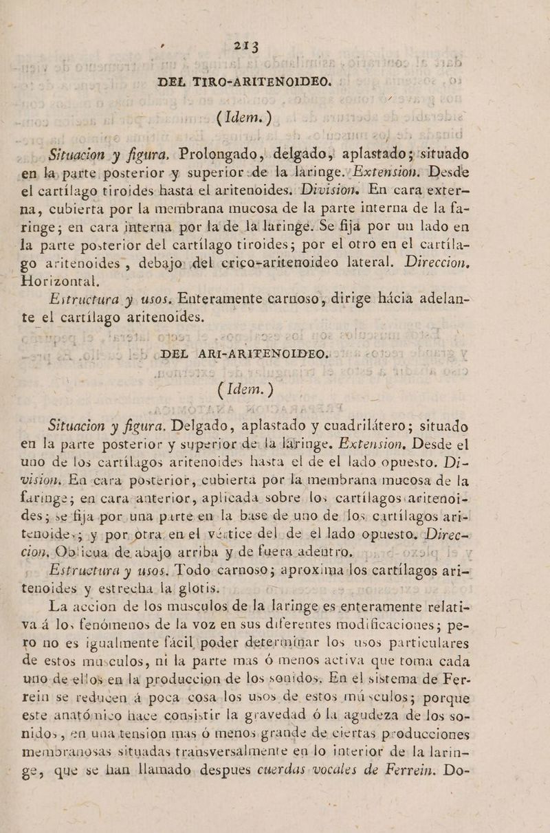DEL TIRO-ARITENOIDEO. (Idem. ) Situacion y figura, Prolongado, delgado, aplastado; situado en la, parte posterior y superior:de la laringe. Extension. Desde el cartílago tiroides hasta el aritenoides. Division. En cara exter- na, cubierta por la membrana mucosa de la parte interna de la fa- ringe; en cara interna por la de la laringe. Se fija por un lado en la parte posterior del cartílago tiroides; por el otro en el cartíla- go aritenoides , debajo: del crico=aritenoideo lateral. Direccion, Horizontal. — — E Estructura y usos. Enteramente carnoso, dirige hácia adelan- te el cartílago grirenoldes. Ey A ds DEL ARI-ARITENOIDEO.- se 10 E Idem.) Situacion y figura. Delgado, liado y re situado en la parte posterior y superior de: la laringe. Extension. Desde el uno de los cartílagos aritenoides hasta el de el lado opuesto. Di- vision. Ea cara posterior, cubierta por la membrana mucosa de la faringe; en cara anterior, aplicada sobre los cartílagos. aritenoi- des; se fija por una parte en la base de uno de los: cartílagos ari= tenoide»; y por, ptra enel vértice del de el lado opuesto; Direc= cion, Ob'icua de abajo arriba y de fuera adentro, oli 7 Estructura y usos. Todo carnoso; aproxima los cartílagos ari= tenoides y estrecha la glotis. ñ | La accion de los musculos de la laringe es enteramente relati- va á los fenómenos de la voz en sus diferentes modificaciones; pe- ro no es igualmente fácil poder determinar los usos particulares de estos musculos, ni la parte mas Ó menos activa que toma cada uno de ellos en la produccion de los sonidos. En el sistema de Fer- reia se reducen á poca cosa los usos de estos mú sculos; porque este anatómico hace consistir la gravedad ó la agudeza de los so- nidos, +n una tension mas ó menos grande de ciertas producciones memobranosas situadas transversalmente en lo interior de la larin- ge, que se han llamado. despues cuerdas vocales de Ferrein. Do-