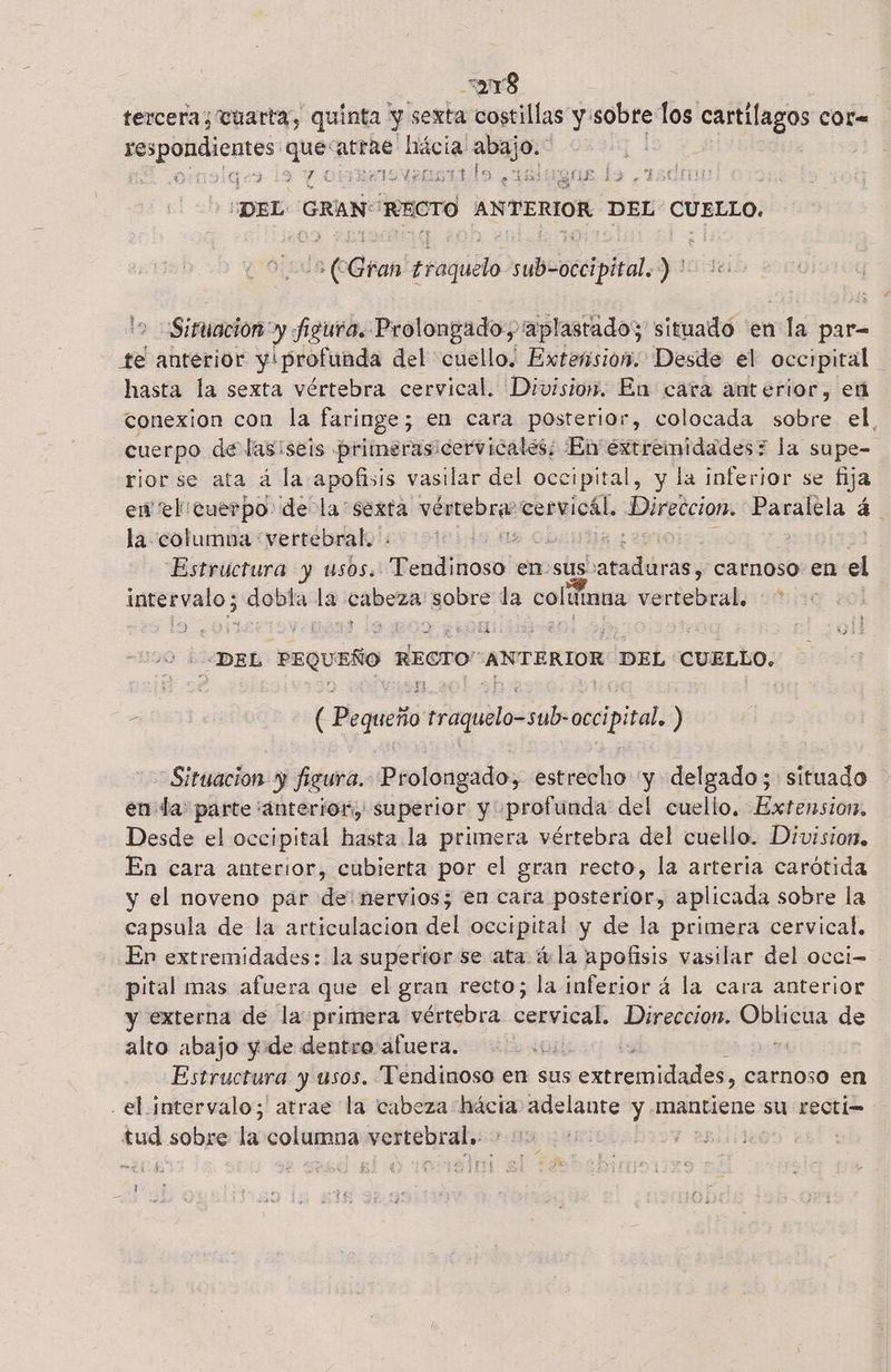 =yY8 tercera; tuarta, quinta y sexta costillas y sobre los cartílagos cor= respondientes uo atrae! hácia! aja ersvensitils caglerons Ls Y pi MIDA SY A e E ga ¿DEL GRAN: RECTO ANTERIOR. DEL ria x 'o Gra eraGuiós suBoocaipátal. )' Situacion: y Agura. Prolongado; aplastados situado 'en la par- te anterior y: profunda del cuello. Extension. Desde el occipital hasta la sexta vértebra cervical. Division. En cara anterior, en conexion con la faringe; en cara posterior, colocada sobre el, cuerpo de las:seis primeras icervicales; ¿En extremidades; la supe- riorse ata á la apofisis vasilar del occipital, y la inferior se fija en el cuerpo de la: sexta vértebra cervicál, Direccion. Paralela á la columna vertebral. de Bda 29 | Estructura y usos. Mendihost en-sus dopo Paria carnoso en el is den la aa Sobre: la or vertebral. 4 DEL PEQUEÑO RECTO ANTERIOR: DEL “CUELLO. . eE E o Ninada occipial ) Situacion y figura; Prolongado, estrecho “y delgado; situado en ba: parte anterior, superior y «profunda: del cuello. Extension, Desde el occipital hasta la primera vértebra del cuello. Division, En cara anterior, cubierta por el gran recto, la arteria carótida y el noveno par de nervios; en cara posterior, aplicada sobre la capsula de la articulacion del occipital y de la primera cervical. En extremidades: la superior se ata 4 la apofisis vasilar del occi- pital mas afuera que el gran recto; la inferior á la cara anterior “externa de la primera vértebra aesvical Direccion. Oblicua de alto abajo yde dentro afuera. ls 0. Estructura y usos. Tendinoso en sus s extremidades, carnoso en el intervalo; atrae la cabeza ira adelante y mantiene su rectin ne sobre la columoa ett | |