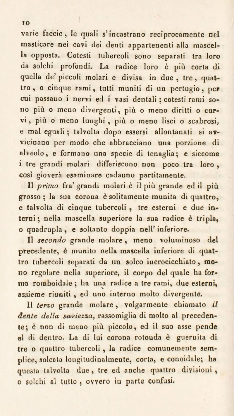 IO varie faccie, le quali s’incastrano reciprocamente nel masticare nei cavi dei denti appartenenti alla mascel¬ la opposta. Cotesti tubercoli sono separati tra loro da solchi profondi. La radice loro è più corta di quella de’piccoli molari e divisa in due, tre, quat¬ tro, o cinque rami, tutti muniti di un pertugio, per cui passano i nervi ed i vasi dentali ; cotesti rami so¬ no più o meno divergenti, più o meno diritti o cur¬ vi , più o meno lunghi , più o meno lisci o scabrosi, e mal eguali ; talvolta dopo essersi allontanati si av¬ vicinano per modo che abbracciano una porzione di alveolo, e formano una specie di tenaglia; e siccome i tre grandi molari differiscono non poco tra loro , così gioverà esaminare cadauno partitameule. 11 primo fra’grandi molari è il più grande ed il più grosso ; la sua corona è solitamente munita di quattro, e talvolta di cinque tubercoli , tre esterni e due in¬ terni ; nella mascella superiore la sua radice è tripla, o quadrupla , e soltanto doppia nell’ inferiore. Il secondo grande molare, meno voluminoso del precedente, è munito nella mascella inferiore di quat¬ tro tubercoli separati da un solco incrocicchiato, me¬ no regolare nella superiore, il corpo del quale ha for¬ ma romboidale ; ha una radice a tre rami, due esterni, assieme riuniti , ed uno interno molto divergente. 11 terzo grande molare, volgarmente chiamato il dente della saviezza, rassomiglia di molto al preceden¬ te; è nou di meno più piccolo, ed il suo asse pende al di dentro. La di lui corona rotouda è gueruita di tre o quattro tubercoli , la radice comunemente sem¬ plice, solcata longitudinalmente, corta, e conoidale; ha questa talvolta due , tre ed auche quattro divisioni , o solchi al tutto , ovvero in parte confusi.