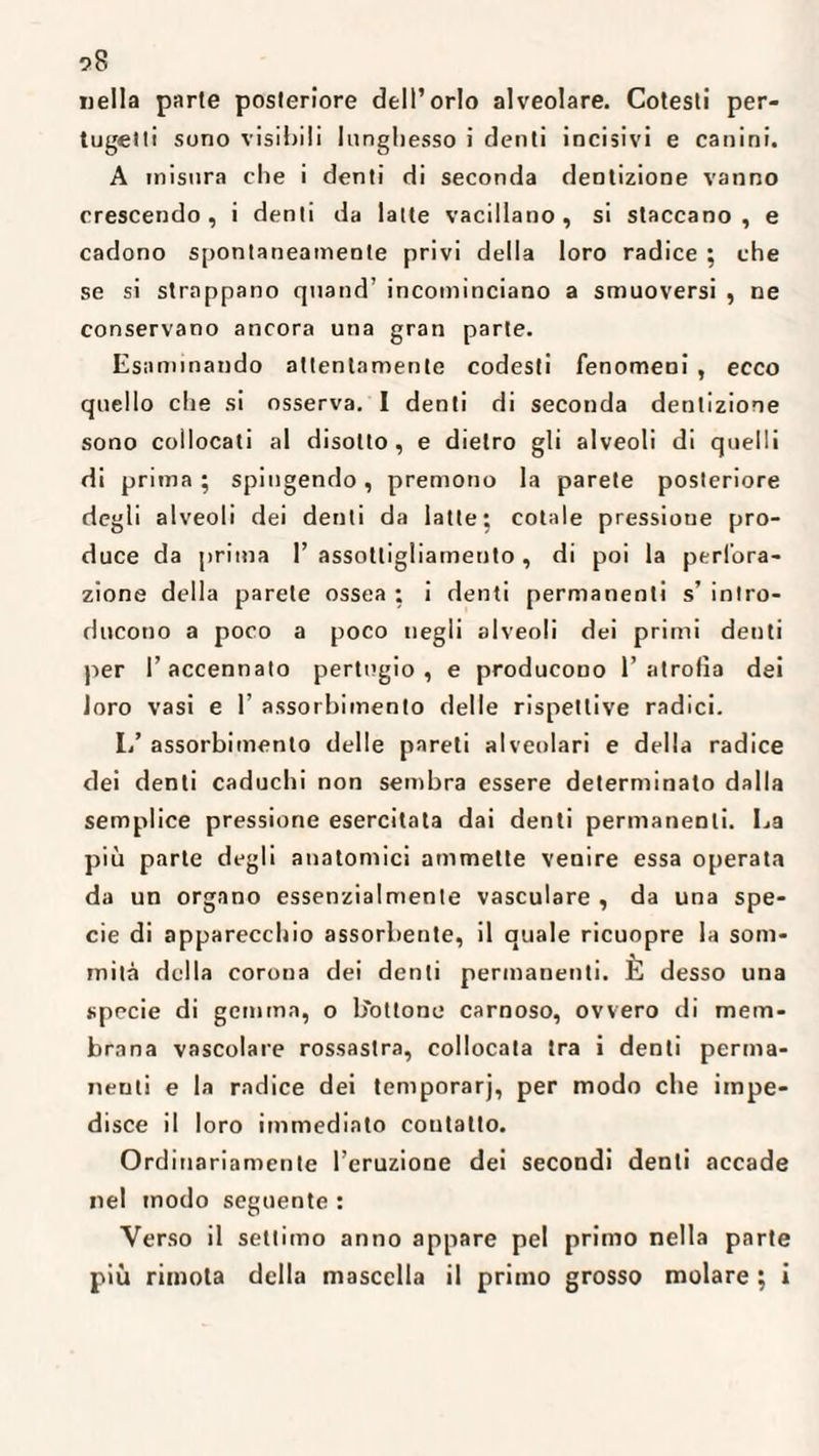 58 «ella parte posteriore dell’orlo alveolare. Cotesti per- tugelti sono visibili lunghesso i denti incisivi e canini. A misura che i denti di seconda dentizione vanno crescendo, i denti da latte vacillano, si staccano, e cadono spontaneamente privi della loro radice ; che se si strappano qnand’ incominciano a smuoversi , ne conservano ancora una gran parte. Esanimando attentamente codesti fenomeni , ecco quello che si osserva. I denti di seconda dentizione sono collocati al disotto, e dietro gli alveoli di quelli di prima ; spingendo, premono la parete posteriore degli alveoli dei denti da latte; cotale pressione pro¬ duce da prima l’assottigliamento, di poi la perfora¬ zione della parete ossea ; i denti permanenti s’ intro¬ ducono a poco a poco negli alveoli dei primi deuti per l’accennato pertugio , e producono l’atrofìa dei loro vasi e 1’ assorbimento delle rispettive radici. L’ assorbimento delle pareti alveolari e della radice dei denti caduchi non sembra essere determinato dalla semplice pressione esercitata dai denti permanenti. La più parte degli anatomici ammette venire essa operata da un organo essenzialmente vasculare , da una spe¬ cie di apparecchio assorbente, il quale ricuopre la som¬ mità della corona dei denti permanenti. È desso una specie di gemma, o b'ottone carnoso, ovvero di mem¬ brana vascolare rossastra, collocata tra i denti perma¬ nenti e la radice dei temporarj, per modo che impe¬ disce il loro immediato contatto. Ordinariamente l’eruzione dei secondi denti accade nel modo seguente : Verso il settimo anno appare pel primo nella parte più rimola della mascella il primo grosso molare ; i