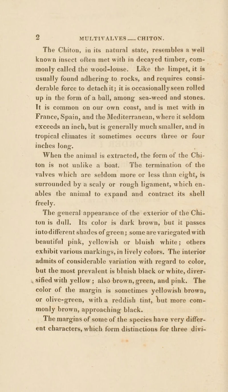 The Chiton, in its natural state, resembles a well known insect often met with in decayed timber, com- monly called the wood-louse. Like the limpet, it is usually found adhering to rocks, and requires consi- derable force to detach it; it is occasionally seen rolled up in the form of a ball, among sea-weed and stones. Tt is common on our own coast, and is met with in France, Spain, and the Mediterranean, where it seldom exceeds an inch, but is generally much smaller, and in tropical climates it sometimes occurs three or four inches long. ; When the animal is extracted, the form of the Chi- ton is not unlike a boat. The termination of the valves which are seldom more or less than eight, is surrounded by a scaly or rough ligament, which en- ables the animal to expand and contract its shell freely. The general appearance of the exterior of the Chi- ton is dull. Its color is dark brown, but it passes into different shades of green; some are variegated with beautiful pink, yellowish or bluish white; others exhibit various markings, in lively colors. The interior admits of considerable variation with regard to color, but the most prevalent is bluish black or white, diver- sified with yellow; also brown, green, and pink. The color of the margin is sometimes yellowish brown, or olive-green, witha reddish tint, but more com- monly brown, approaching black. The margins of some of the species have very differ- ent characters, which form distinctions for three divi-