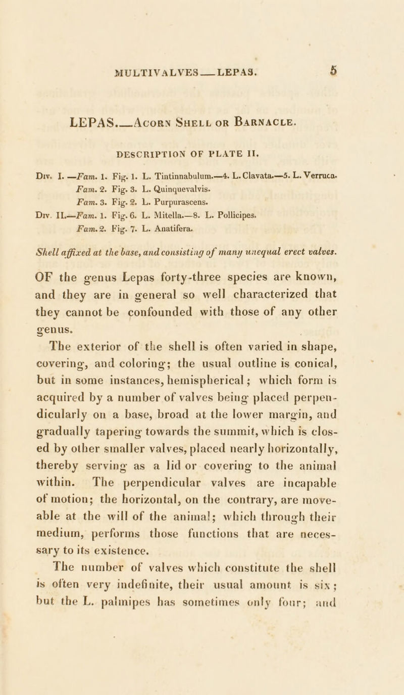 LEPAS.—Acorn Suet or BARNACLE. DESCRIPTION OF PLATE II. Di. I. —Fam. 1. Fig. 1. L. Tintinnabulum.—4. L. Clavata.—5. L. Verruca. Fam. 2. Fig. 3. L. Quinquevalvis- Fam. 3. Fig. 2. L. Purpurascens. Dw. Il.—Fam. 1. Fig. 6. L. Mitella——s8. L. Pollicipes. Fam.2. Fig. 7. L. Anatifera. Shell affixed at the base, and consisting of many unequal erect valves. OF the genus Lepas forty-three species are known, and they are in general so well characterized that they cannot be confounded with those of any other genus. é The exterior of the shell is often varied in shape, covering, and coloring; the usual outline is conical, but in some instances, hemispherical; which form is acquired by a number of valves being placed perpen- dicularly on a base, broad at the lower margin, and gradually tapering towards the summit, which is clos- ed by other smaller valves, placed nearly horizontally, thereby serving as a lid or covering to the animal within. The perpendicular valves are incapable of motion; the horizontal, on the contrary, are move- able at the will of the animal; which through their medium, performs those functions that are neces- sary to its existence. The number of valves which constitute the shell is often very indefinite, their usual amount is six; but the L. patmipes has sometimes only four; and