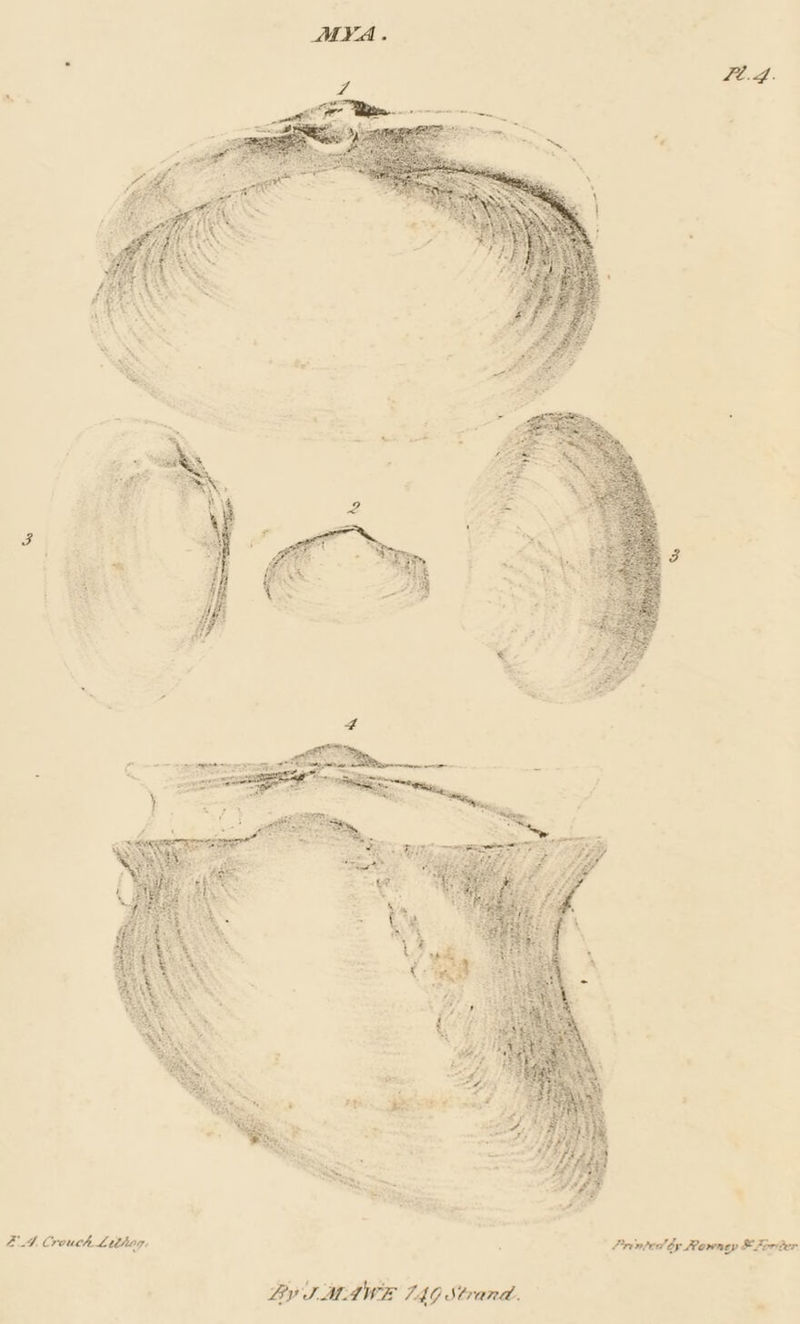 4d. Crouch Lithag: ; Printed by Rowney &amp; Zoriter