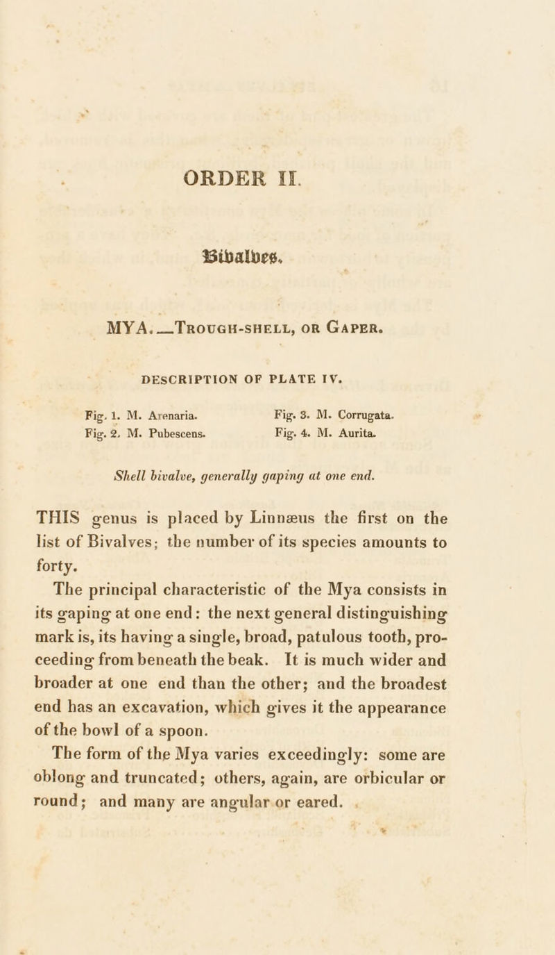 ORDER II. Bibalves. MYA._—TRovuGH-SHELL, oR GAPER. DESCRIPTION OF PLATE IV. Fig. 1. M. Arenaria. Fig. 3. M. Corrugata. Fig. 2, M. Pubescens. Fig. 4. M. Aurita. Shell bivalve, generally gaping at one end. THIS genus is placed by Linnzus the first on the list of Bivalves; the number of its species amounts to forty. The principal characteristic of the Mya consists in its gaping at one end: the next general distinguishing mark is, its having a single, broad, patulous tooth, pro- ceeding from beneath the beak. It is much wider and broader at one end than the other; and the broadest end has an excavation, which gives it the appearance of the bowl of a spoon. The form of the Mya varies exceedingly: some are oblong and truncated; others, again, are orbicular or round; and many are angularor eared. .