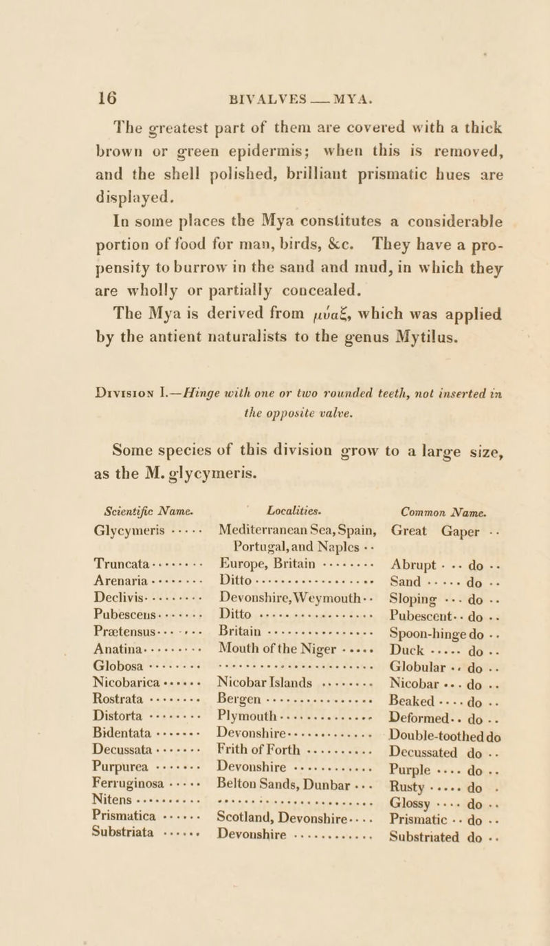 The greatest part of them are covered with a thick brown or green epidermis; when this is removed, and the shell polished, brilliant prismatic hues are displayed. In some places the Mya constitutes a considerable portion of food for man, birds, &amp;c. They havea pro- pensity to burrow in the sand and mud, in which they are wholly or partially concealed. The Mya is derived from pat, which was applied by the antient naturalists to the genus Mytilus. Division 1.—Hinge with one or two rounded teeth, not inserted in the opposite valve. Some species of this division grow to a large size, as the M. glycymeris. Scientific Name. ' Localities. Common Name. Glycymeris ----- Mediterranean Sea,Spain, Great Gaper -- Portugal, and Naples - - Truncata-+++-++-- Europe, Britain -------- Abrupt - -- do -- Arenaria:++++++- DD itt hctoveieretevets sala sicve/o ta aridlaisicle rn ag == Declivis- --.--+-- Devonshire, Weymouth: Sloping --- do -- Pubesceus:------ IDtioY cor eoleda es oeacsen Pubescent-- do -- Preetensus- wie) =ip.ous Britain B/G eysislalslain/a' uipole tele Spoon-hinge do ve Anatina---++-++-- Mouth of the Niger ----» Duck ----- do-- Gobosalele serels t20 MS Bis Es vo detente deiehie Globular -. do -- Nicobarica++++-- NicobarIslands .----.-- Nicobar --. do .- Rostrata --++-++. Bergen cee tcccceowecee . Beaked - - -do.- Distorta --:----- Plymouth J aiiniteleaetenis ee Deane feo Weg Bidentata ------- Devonshire:---- ajo sales ol Double-toothed do Decussata++-++-- Brithiof Forth: «\cm « i do - Purpurea ---++-- Devonshire -----.-..++s Purple ---- do -- Ferruginosa - --+- Belton sb Dunbar--- Rusty-.--. do . Nitens --+-. cists ata sep lace Aisiaitietallnial Glossy ---+ do -- Prismuatica --.--- Sontenn Tete. Prismatic -- do -- Substriata .----» Devonshire -........... Substriated do -