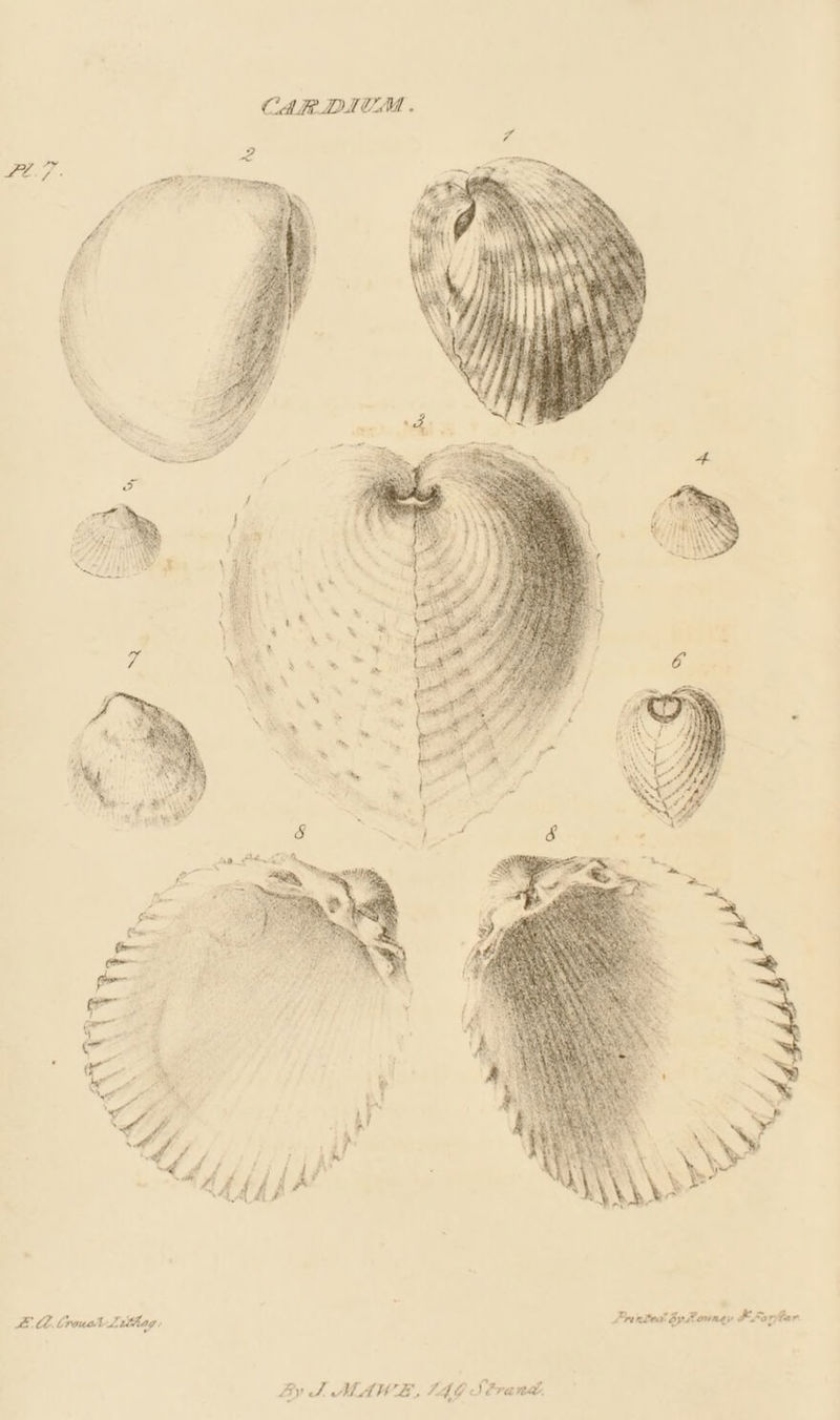 LCL. brows Lrvthag: Printed bp Roungy FXopfler