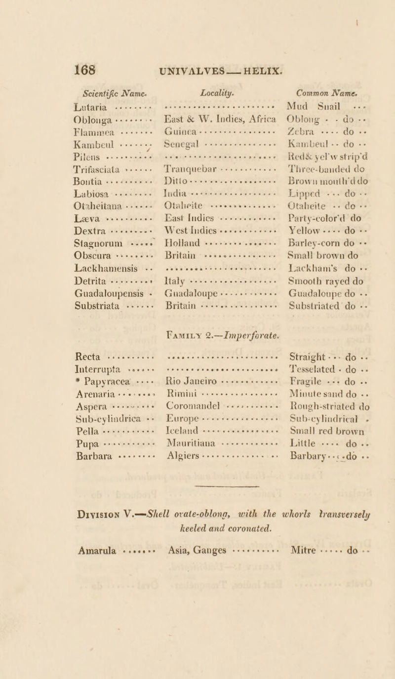 Scientific Name- Lutaria Flammea «+--+ Kambeul Pileus Trifasciata Boutia Labiosa Otzheitana Leva Dextra |= ssiss-5- Stagnorum Obscura +++++--- Lackhamensis -- Detrita Guadaloupensis : Substriata eee reae ore etrceee veeeee see ee nenns seek eens eeeoee wee er ereee er eeee Recta Interrupta -e+:-- * Papyracea ---- Arenaria +++: ++0&gt; Aspera Sub-cylindrica -- Pella Pupa eee eee teens Locality. East &amp; W. Indies, Africa Guinea » 6's 6 mgie s\4) eee ee « oe a ey Ditto = ‘= To a *etetate te n“0Slelelelavele Tanda res theiebies Sh ci baies Otaheite East Indies West Indies -+++++-++++ Holland! «a1. 22+%%&gt;. Senne) Britain ec ltaly alin lalate te elelerelereubtel d'a, ve Guadaloupe +--+ ++ -+++++ Britain ee ee ay Rio Janeiro Rimini Coromandel Europe ee | Teeland sexe 0 2a ivi atals Mauritiana Algiers Biahadalra’ wpe ptaeiere te 3 Cr ee ee ed ee ee ey ee or ied Common Name. Mud Snail . Oblong - - do -- Zebra ---- do -- Kambeul-- do -- Red&amp; yel'w strip'd Three-banded do Brown mouth'ddo Lipped --. do-- Otaheite -- do-- Party-color'd do Yellow ---- do =: Barley-corn do + Small brown do Lackham's do -- Smooth rayed do Guadaloupe do -- Substriated do - Straight --. do -- Tesselated - do -- Fragile --+ do -- Minute sand do -- Rough-striated do Sub-cylindrical - Small red brown Little ---- do... Barbary--&lt;-do -- Amarula evoeceoe heeled and coronated. Asia, Ganges -++++++++- Mitre 69 218 do --