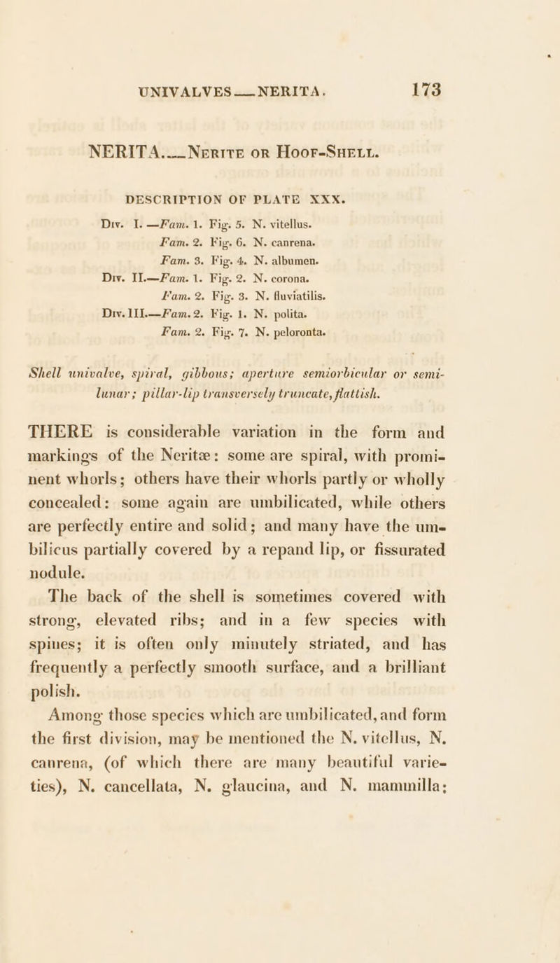 NERITA.—_Nerite or Hoor-SHeEttu. DESCRIPTION OF PLATE XXX. Div. I. —Fam. 1. Fig. 5. N. vitellus. Fam. 2. Fig. 6. N. canrena. Fam. 3. Fig. 4. N. albumen. Div. [1.—Fam. 1. Fig. 2. N. corona. Fam. 2. Fig. 3. N. fluviatilis. Dw. 1I].—Fam. 2. Fig. 1. N. polita. Fam. 2. Fig. 7. N. peloronta. Shell univalve, spiral, gibbous; aperture semiorbicular or semi- lunar; pillar-lip transversely truncate, flattish. THERE is considerable variation in the form and markings of the Neritz: some are spiral, with promi- nent whorls; others have their whorls partly or wholly concealed: some again are umbilicated, while others are perfectly entire and solid; and many have the um- bilicus partially covered by a repand lip, or fissurated nodule. The back of the shell is sometimes covered with strong, elevated ribs; and in a few species with spines; it is often only minutely striated, and has frequently a perfectly smooth surface, and a brilliant polish. Among those species which are umbilicated, and form the first division, may be mentioned the N. vitellus, N. canrena, (of which there are many beautiful varie- ties), N. cancellata, N. glaucina, and N. mamuilla;