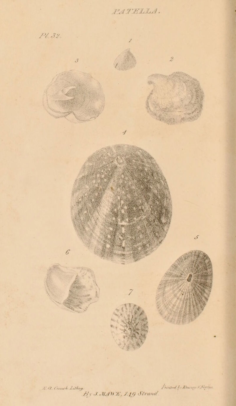 PATEMLILA« LUSL. AL. Crouch Aithog: Pinte by Rawier 4 Porter. Liv TMAWE, 7G Strand.