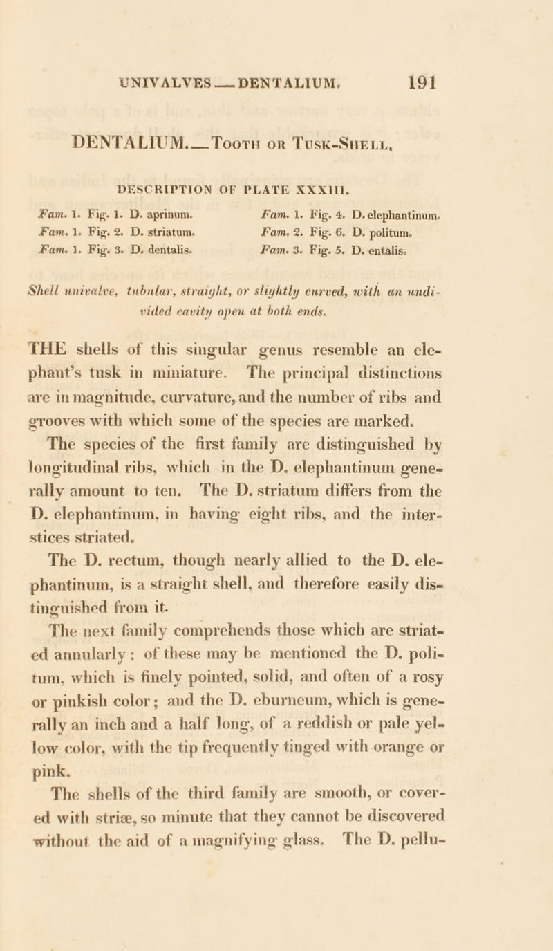 DENTALIUM.— Toorn or Tusk-Sue tr, DESCRIPTION OF PLATE XXXIII. Fam. 1. Fig. 1. D. aprinum. Fam. \. Fig. 4, D. elephantinum. Fam. 1. Fig. 2. D. striatum. Fam. 2. Fig. 6. D. politum. Fam. 1. Fig. 3. D. dentalis. Fam. 3. Fig. 5. D. entalis. Shell univalve, tubular, straight, or slightly curved, with an undi- vided cavity open at both ends. THE shells of this singular genus resemble an ele- phant’s tusk in miniature. The principal distinctions are in magnitude, curvature, and the number of ribs and grooves with which some of the species are marked. The species of the first family are distinguished by longitudinal ribs, which in the D. elephantinum gene- rally amount to ten. The D. striatum differs from the D. elephantinum, in having eight ribs, and the inter- stices striated. The D. rectum, though nearly allied to the D. ele- phantinum, is a straight shell, and therefore easily dis- tinguished from it. The next family comprehends those which are striate ed annularly : of these may be mentioned the D. poli- tum, which is finely pointed, solid, and often of a rosy or pinkish color; and the D. eburneum, which is gene- rally an inch and a half long, of a reddish or pale yel- low color, with the tip frequently tinged with orange or pink. The shells of the third family are smooth, or cover- ed with strize,so minute that they cannot be discovered without the aid of a magnifying glass. The D. pellu-