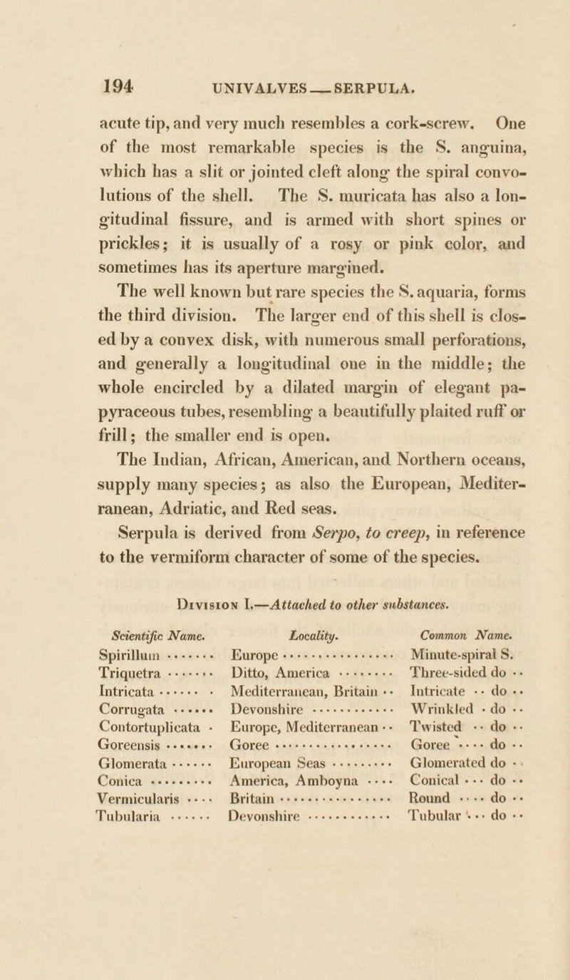 acute tip, and very much resembles a cork-screw. One of the most remarkable species is the S. anguina, which has a slit or jointed cleft along the spiral convo- lutions of the shell. The S. muricata has also a lon- gitudinal fissure, and is armed with short spines or prickles; it is usually of a rosy or pink color, and sometimes has its aperture margined. The well known but rare species the S. aquaria, forms the third division. The larger end of this shell is clos- ed by a convex disk, with numerous small perforations, and generally a longitudinal one in the middle; the whole encircled by a dilated margin of elegant pa- pyraceous tubes, resembling a beautifully plaited ruff or frill; the smaller end is open. The Indian, African, American, and Northern oceans, supply many species; as also the European, Mediter- ranean, Adriatic, and Red seas. Serpula is derived from Serpo, to creep, in reference to the vermiform character of some of the species. Division I,—Attached to other substances. Scientific Name. Locality. Common Name. Spirillum ------- Europe ++ +++ seer ee esse Minute-spiral S. Triquetra ----- +» Ditto, America «--+---- Three-sided do -- Intricata -.--.- Mediterranean, Britain -- Intricate -- do - Corrugata --+++» Devonshire ----++--+-++: Wrinkled - do - Contortuplicata - Europe, Mediterranean-- Twisted -- do - Goreensis +-ss02- Goree «2:2s-2-00 saieie Goree See do -: Glomerata ---++-- European Seas ---+----+-+ Glomerated do - Conica «++eeeees America, Amboyna ---- Conical --- do - Vermicularis +--+ Britain «+++++++++++s0e- Round ---- do -- Tubularia --+--- Devonshire «-+++++++++5 Tubular *-+ do «&gt;
