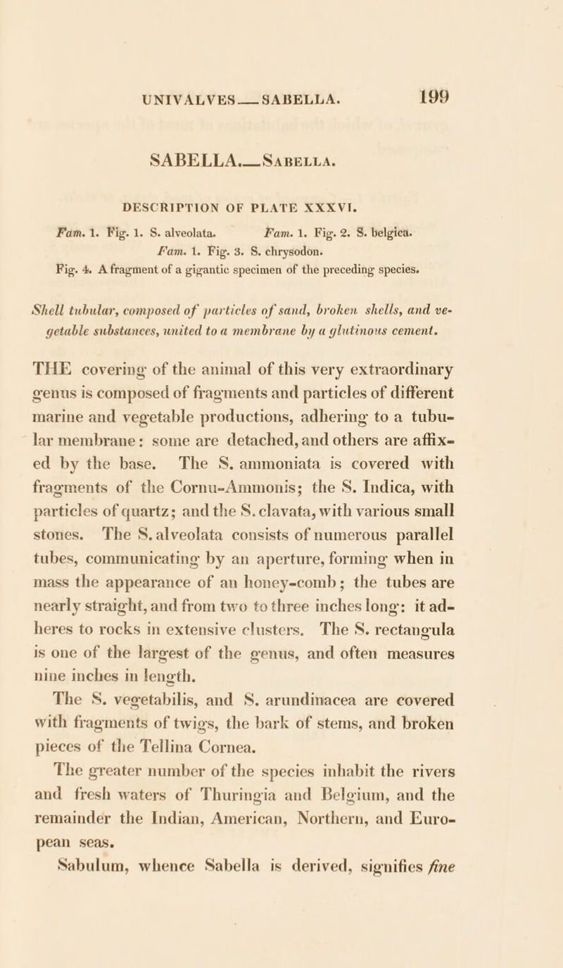 SABELLA.—SaBeE.L.La. DESCRIPTION OF PLATE XXXVI. Fam. 1. Fig. 1. S. alveolata. Fam. 1. Fig. 2. §. belgica. Fam. 1. Fig. 3. S. chrysodon. Fig. 4, A fragment of a gigantic specimen of the preceding species. Shell tubular, composed of particles of sand, broken shells, and ve- getable substances, united toa membrane by a glutinous cement. THE covering of the animal of this very extraordinary genus is composed of fragments and particles of different marine and vegetable productions, adhering to a tubu- lar membrane: some are detached, and others are aflix= ed by the base. The S. ammoniata is covered with fragments of the Cornu-Ammonis; the S. Indica, with particles of quartz; and the S. clavata, with various small stones. The S.alveolata consists of numerous parallel tubes, communicating by an aperture, forming when in mass the appearance of an honey-comb; the tubes are nearly straight, and from two to three inches lone: it ad- heres to rocks in extensive clusters. The S. rectangula is one of the largest of the genus, and often measures nine inches in length. The S. vegetabilis, and S, arundinacea are covered with fragments of twigs, the bark of stems, and broken pieces of the Tellina Cornea. The greater number of the species inhabit the rivers and fresh waters of Thuringia and Belgium, and the remainder the Indian, American, Northern, and Euro- pean seas. Sabulum, whence Sabella is derived, signifies fine