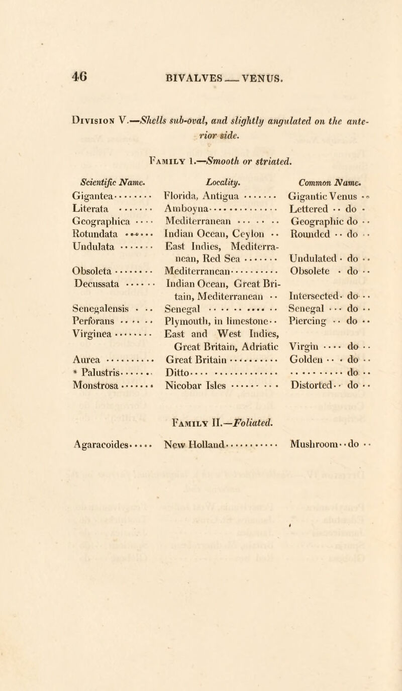 Division V.—Shells sub-oval, and slightly angulated oil the ante rior side. Family 1.—Smooth or striated. Scientific Name. Locality. Common Name. Gigantca. Florida, Antigua. Gigantic Venus • Lettered • • do • Geographica • • • • Mediterranean. Geographic do • Rotundata <«•■• Indian Ocean, Ceylon •• Rounded • • do Undulata. East Indies, Mediterra- nean, Red Sea. Undulated • do • Obsolete • do • Decussata . Indian Ocean, Great Bri- tain, Mediterranean • • Intersected- do ■ Senegalensis . • • Senegal . Senegal • • • do • Perforans • • - • • • Plymouth, in limestone-• Piercing • • do « Virginea. East and West Indies, Great Britain, Adriatic Virgin • • • • do • Aurea . Great Britain. Golden • • • do • * Palustris. Ditto. do • Monstrosa.. Nicobar Isles. Distorted • • do • Family II.— Foliated. Agaracoides. New Holland. Mushroom- • do •