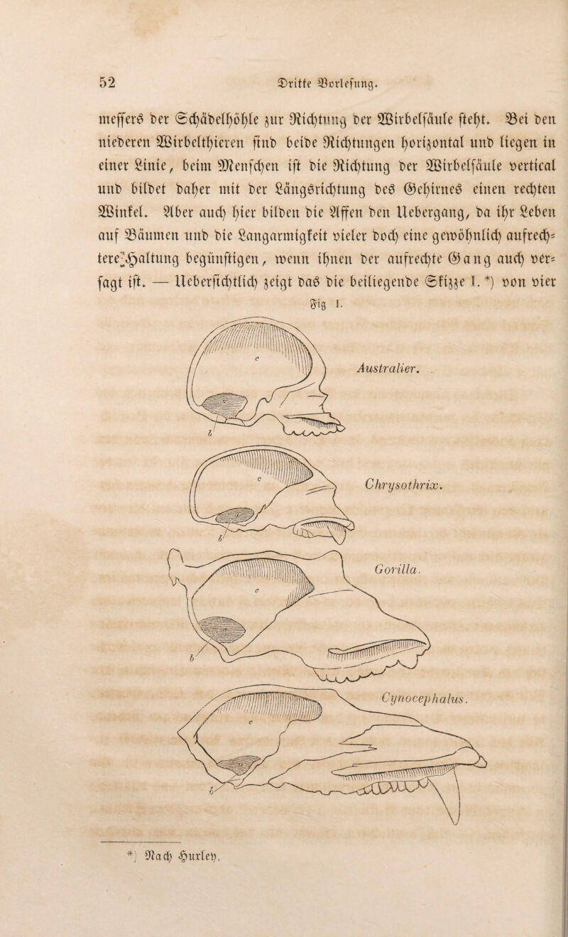 mefferS ber @cfycibett)öf;)[e §ur Ötid)timg Der SBirbelfciute ftefyt 33ei beit nieberen 2Birbettf)icten ftnb bctbe Ortungen ^ort^ontal unb liegen tu einer Stute, beim 9J£enfd)en ift bie 9tid)tung ber 2Birbelfäule Derttcat nnb bitbet batfer mit ber £äng3rid)tung be3 @et)irne3 einen regten SBinteL Stber and) tder hüben bie Riffen ben Uebergang, ba tt)r £ebett auf Räumen unb bie £angarmtgfett Dieter bod) eine gemöbntid) aufred)' tere^attung begünftigen, wenn itmen ber aufrechte ®ang and) Der- fagt ift. — Ucberftd)Üid) geigt ba@ bie beüiegenbe (Sfigge I.*) Don Dier &t0 I. *) ^acb <£mrtety.