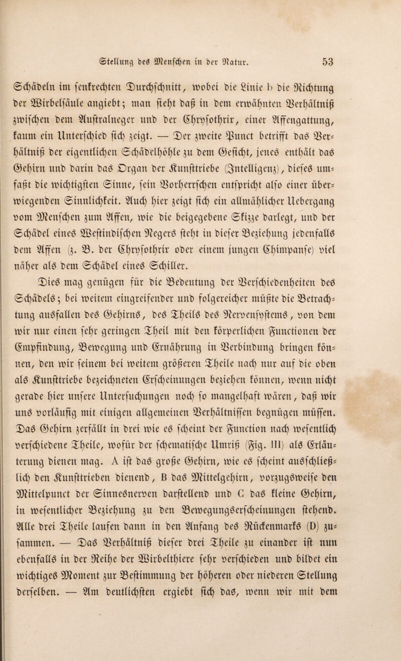 0d)äbeln im f entrechten <Durchfd)nitt, wöbet bie Stute b bte 9itd)tung ber 2Öirbelfäule angiebt; man fleht bajj tu bem erwähnten Skrhältnift §Wtfd)en bem Sluftralneger unb ber ßfubfotfjrtr, einer Slffengattung, faum ein Unterfd)ieb ftci) §eigt* — 2)er zweite Erntet betrifft baS S3et= hättnijj ber eigentlichen 6d)äbelf)öf)le ju bem ©efid)t, jenes enthält baS ©ehirn unb bartn baS Drgan ber ^unfttriebe Qntelligenj), btefeS um- faßt bie wtd)tigften (Sinne, fein S$orherrfd)en entbricht alfo einer über* Wtegenben 0innlichfeit* Sind) hier §eigt ftd) ein allmählicher Uebergang nom sDknfd)en jnm Slffen, wie bie beigegebene 0ft^e bartegt, unb ber 0d)äbel etneS SÖeftinbtfd)en Negers fleht in btefer S3e$iel)ung {ebenfalls bem Slffen ($♦ S3* ber ©hrbfothrir ober einem jungen ©fnm!Paitfe) nie! näher als bem 0d)äbel eines 0d)ttter» 3)ieS mag genügen für bte S3ebeutung ber 33erfd)iebenheiten beS 0d)äbelS; bei weitem etngretfenber nttb folgereicher mü^te bie S3etrad); tung ansfallen beS ©ehirnS, beS £f)e^ beS 9lerbenfbftemS, non bem wir nur einen fel)r geringen £he^ ntit ben forderlichen gunettonen ber ©nbpfinbung, Bewegung unb ©Währung in SSerbinbung bringen fön* neu, ben wir feinem bei weitem größeren Steile nach nur auf bie oben als ihmfttriebe be$etd)neten ©rfd)einungen begehen fomten, wenn nicht gerabe hier nufere Untersuchungen noch fo mangelhaft wären, bap wtr unS borläufig mit einigen allgemeinen Skrhältntffen begnügen müffen* 3)aS ©ehtrn verfällt in brei wie eS fd)eint ber gunetton nad) wefentltd) berfd)iebene Steile, wofür ber fchematifd)e Umrtjt (gig* III) als ©rläu= terung bienen mag» A ift baS grofte ©ehirn, wie eS fcheint auSfd)lie|^ lid) ben ^nnfttrieben bienenb, B baS SOUttelg ehirn, bor^ugSWetfe ben Sftittelpunct ber (SinneSnerben barftellenb unb C baS flehte ©ehirn, in wefentlicher S3e$iehung §u ben S3ewegungSerfd)etnungen ftef)enb» Sille brei £he^e laufen bann in ben Slnfang beS SU'tdenmarfS (D) $u= fammen* — 3)aS Skrbältntü biefer brei ZfyciU §u etnanber ift nun ebenfalls in ber 9kif)e ber SÖirbetthiere fel)r berfd)ieben unb bilbet ein wichtiges Moment $ur S3efttmmung ber höheren ober nteberen Stellung berfelben» — Stm beutlichfien ergiebt ftd) bas, wenn wir mit bem