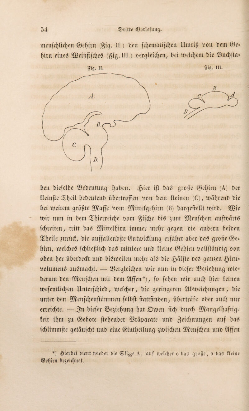 mettfchlid)ett ©ef)tm (gig* II.) ben fd)ematifd)en Umriß vott bem @e= hirn ettted 2Beißfifd)e$ (gig.IH.) vergleichen, bet meinem bte dud)fta= beit btefelbe debeutung haben* <&tet ift ba3 große ®ef)trn (A) ber Heinfte Xfytxi bebentenb übertroffen von bem fleinen (C), mäßtenb bte bet mettern größte s)J£affe vorn SDftttelgehirn (B) bargeftellt mttb* 2Bie mir nun in bem ^ßterretche vom gtfd)e bis 5um dkttfd)en aufmärtS fd)reiten, tritt ba$ sDHttelhirn immer mehr gegen bte anbern beiben tyäk §urücf, bie auffallenbfte (Sntmidlung erfährt aber bad große @e= htrn, metd)e3 fdjlteßlich ba£ mittlere uttb Heine ©eßint vollffänbtg von oben her überbecft nnb btömetlen mehr als bie öpälfte be6 ganzen öpirm Volumens au6mad)t — dergleichen mir nun in btefer de$iehung mte= herum beit ^enfd)en mit bem Riffen*), fo fehen mir auch h^r Hünen mefentlid)ett Unterfd)ieb, melcher, bie geringeren §lbmeid)ttngen, bie unter ben 9DHnfd)enftämmen felbft ftattfinben, überträfe ober and) nur erreichte* — 3n biefer de^tehung hat Dmett fid) burd) 9Jlangelhaftig= fett ißm $u (Gebote ftehettber Präparate uttb 3eiel)nungen auf ba£ fchlimtnfte getäufd)t uttb eine (gintheilung §mifd)en 9ftenfchen uttb Riffen *) Sterbet bient lieber bie @fij§e A, auf welcher c ba3 grofie, a baS deine ©efjtrn bezeichnet.