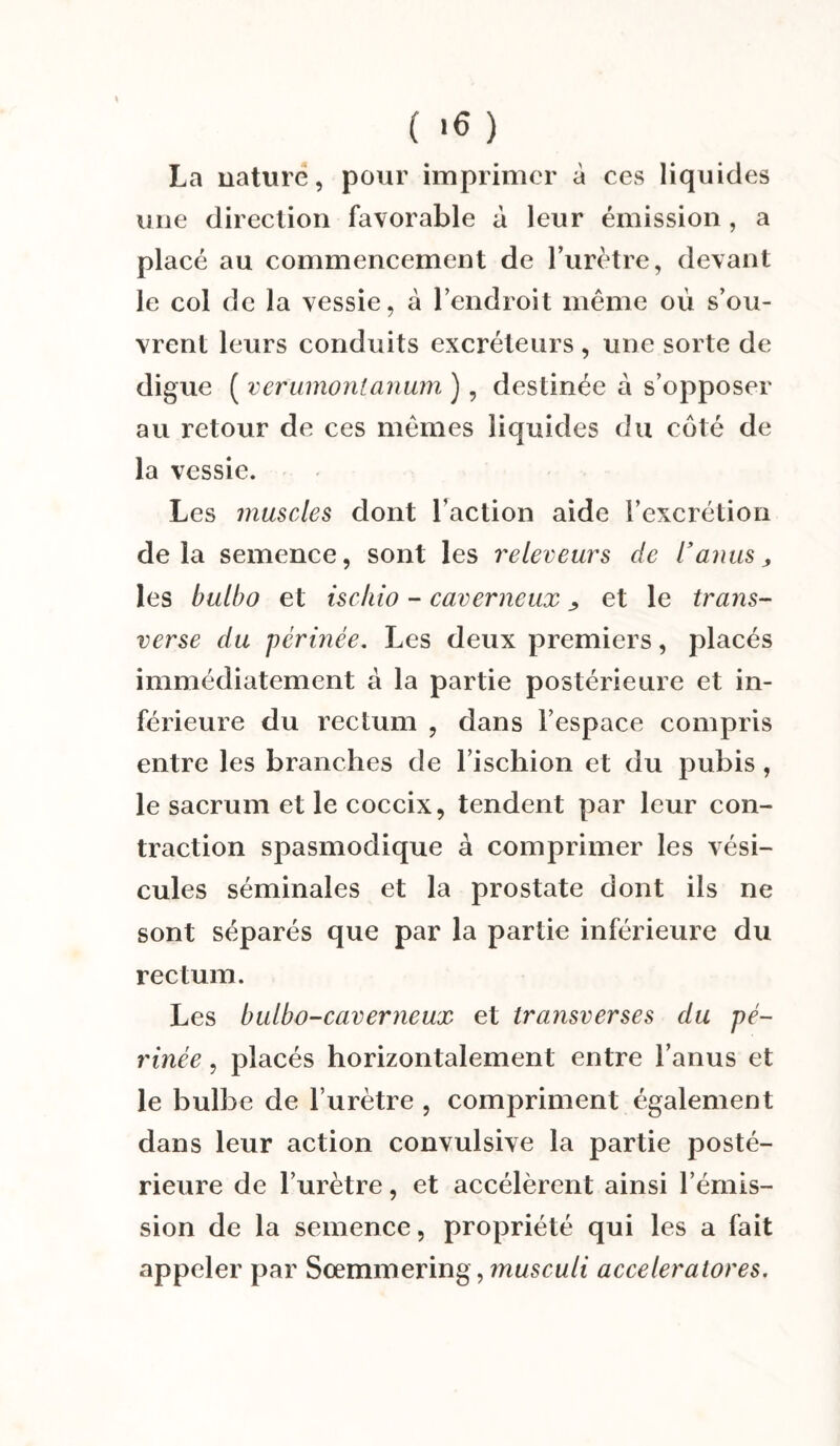 ( >6 ) La nature, pour imprimer à ces liqu ides une direction favorable à leur émission , a placé au commencement de l’urètre, devant le col de la vessie, à l’endroit même où s’ou¬ vrent leurs conduits excréteurs, une sorte de digue ( verumonlanum ), destinée à s’opposer au retour de ces mêmes liquides du coté de la vessie. Les muscles dont l’action aide l’excrétion delà semence, sont les releveurs de l’anus, les bulbo et ischio - caverneux, et le trans¬ verse du périnée. Les deux premiers, placés immédiatement à la partie postérieure et in¬ férieure du rectum , dans l’espace compris entre les branches de l’ischion et du pubis, le sacrum et le coccix, tendent par leur con¬ traction spasmodique à comprimer les vési¬ cules séminales et la prostate dont ils ne sont séparés que par la partie inférieure du rectum. Les bulbo-caverneux et transverses du pé¬ rinée , placés horizontalement entre l’anus et le bulbe de l’urètre , compriment également dans leur action convulsive la partie posté¬ rieure de l’urètre, et accélèrent ainsi l’émis¬ sion de la semence, propriété qui les a fait appeler par Sœmmering, musculi acceleratores.