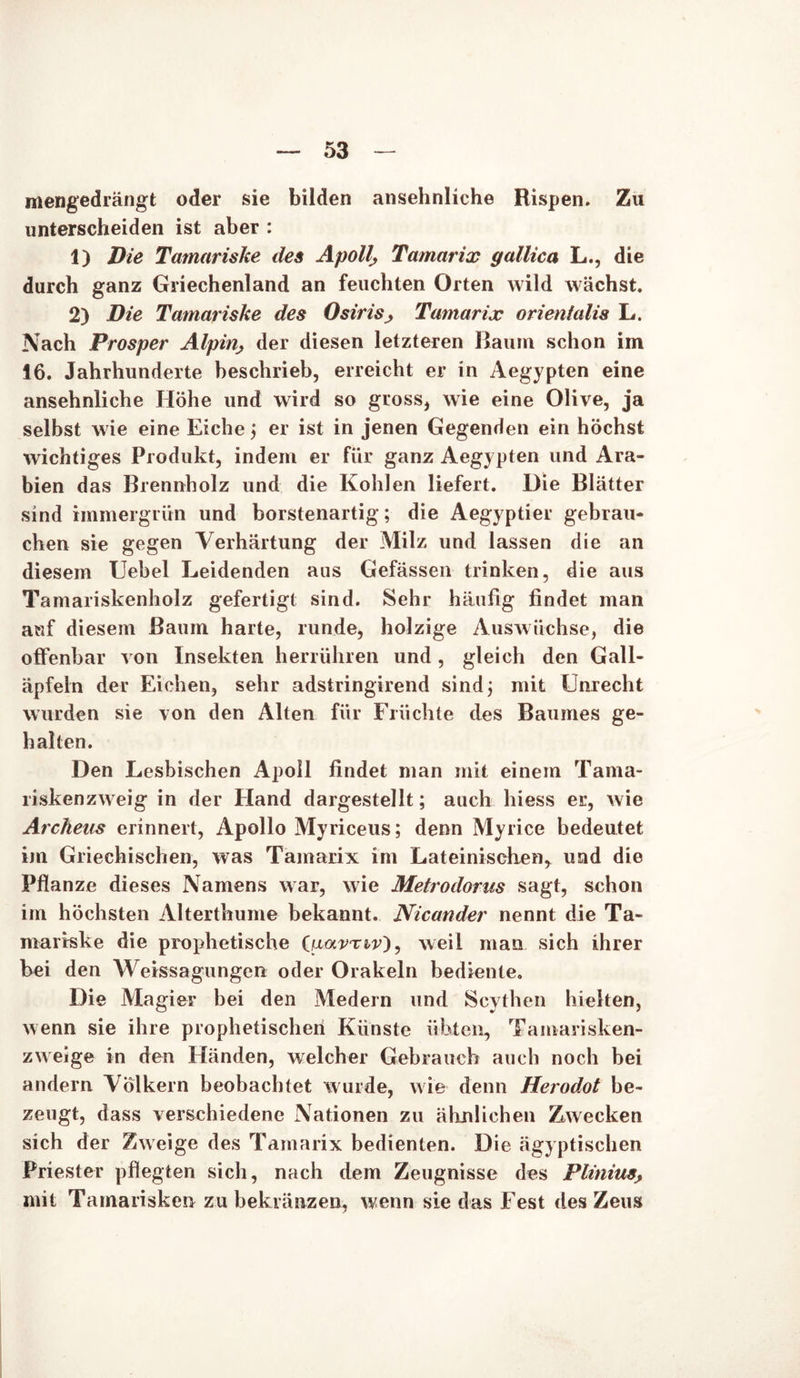mengedrängt oder sie bilden ansehnliche Rispen. Zu unterscheiden ist aber : 1) Die Tamariske des Apoll; Tamarix gallica L., die durch ganz Griechenland an feuchten Orten wild wächst. 2) Die Tamariske des Osiris; Tamarix orienfalis L. Nach Prosper Alpin, der diesen letzteren Raum schon im 16. Jahrhunderte beschrieb, erreicht er in Aegypten eine ansehnliche Höhe und wird so gross, wie eine Olive, ja selbst wie eine Eiche ; er ist in jenen Gegenden ein höchst wichtiges Produkt, indem er für ganz Aegypten und Ara- bien das Brennholz und die Kohlen liefert. Die Blätter sind immergrün und borstenartig; die Aegyptier gebrau- chen sie gegen Verhärtung der Milz und lassen die an diesem Uebel Leidenden aus Gefässen trinken, die aus Tamariskenholz gefertigt sind. Sehr häufig findet man auf diesem Baum harte, runde, holzige Auswüchse, die offenbar von Insekten herrühren und, gleich den Gall- äpfeln der Eichen, sehr adstringirend sind; mit Unrecht wurden sie von den Alten für Früchte des Baumes ge- halten. Den Lesbischen Apoll findet man mit einem Tama- riskenzweig in der Hand dargestellt; auch hiess er, wie Archeus erinnert, Apollo Myriceus; denn Myrice bedeutet im Griechischen, was Tamarix im Lateinischen, und die Pflanze dieses Namens war, wie Metrodorus sagt, schon im höchsten Alterthume bekannt. Nicander nennt die Ta- mariske die prophetische (nar'Ti-v), weil man sich ihrer bei den Weissagungen oder Orakeln bediente. Die Magier bei den Medern und Scythen hielten, wenn sie ihre prophetischen Künste übten, Tamarisken- zweige in den Händen, welcher Gebrauch auch noch bei andern Völkern beobachtet wurde, wie denn Herodot be- zeugt, dass verschiedene Nationen zu ähnlichen Zwecken sich der Zweige des Tamarix bedienten. Die ägyptischen Priester pflegten sich, nach dem Zeugnisse des Plinius> mit Tamarisken zu bekränzen, wenn sie das Fest des Zeus