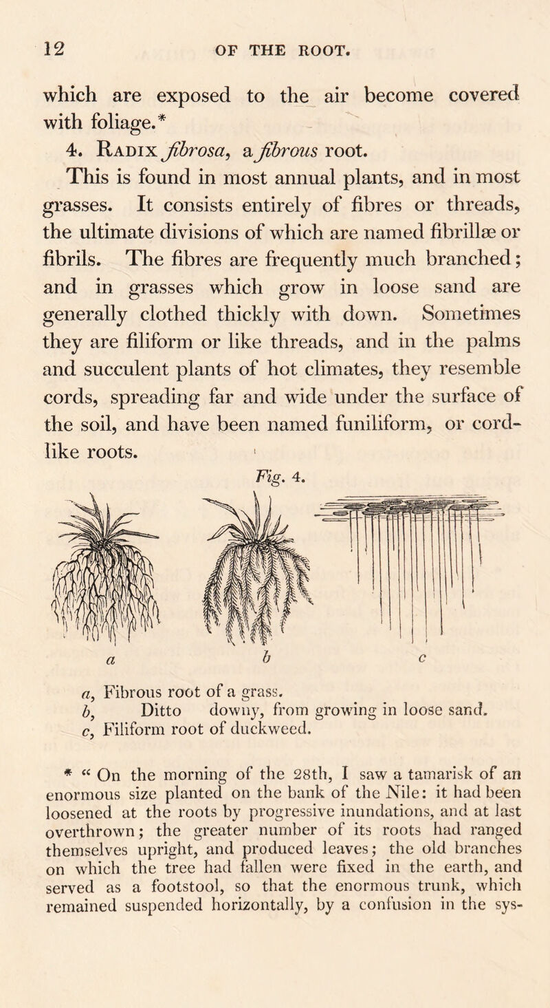 which are exposed to the air become covered with foliage.* 4. Radix Jibrosa, a fibrous root. This is found in most annual plants, and in most grasses. It consists entirely of fibres or threads, the ultimate divisions of which are named fibrillae or fibrils. The fibres are frequently much branched; and in grasses which grow in loose sand are generally clothed thickly with down. Sometimes they are filiform or like threads, and in the palms and succulent plants of hot climates, they resemble cords, spreading far and wide under the surface of the soil, and have been named funiliform, or cord- like roots. 1 Fig. 4. a b c a, Fibrous root of a grass. b, Ditto downy, from growing in loose sand. c, Filiform root of duckweed. * “ On the morning of the 28th, I saw a tamarisk of an enormous size planted on the bank of the Nile: it had been loosened at the roots by progressive inundations, and at last overthrown; the greater number of its roots had ranged themselves upright, and produced leaves; the old branches on which the tree had fallen were fixed in the earth, and served as a footstool, so that the enormous trunk, which remained suspended horizontally, by a confusion in the sys-