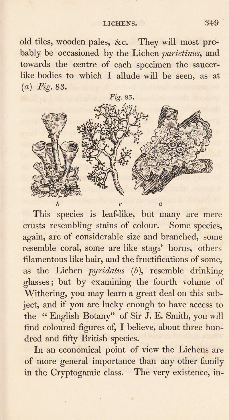 old tiles, wooden pales, &c. They will most pro- bably be occasioned by the Lichen parietinus9 and towards the centre of each specimen the saucer- like bodies to which I allude will be seen, as at (a) Fig. 83. Fig. 83. b c a This species is leaf-like, but many are mere crusts resembling stains of colour. Some species, again, are of considerable size and branched, some resemble coral, some are like stags’ horns, others filamentous like hair, and the fructifications of some, as the Lichen pyocidatus (b)9 resemble drinking glasses; but by examining the fourth volume of Withering, you may learn a great deal on this sub- ject, and if you are lucky enough to have access to the 44 English Botany” of Sir J. E. Smith, you will find coloured figures of, I believe, about three hun- dred and fifty British species. In an economical point of view the Lichens are of more general importance than any other family in the Cryptogamic class. The very existence, in-