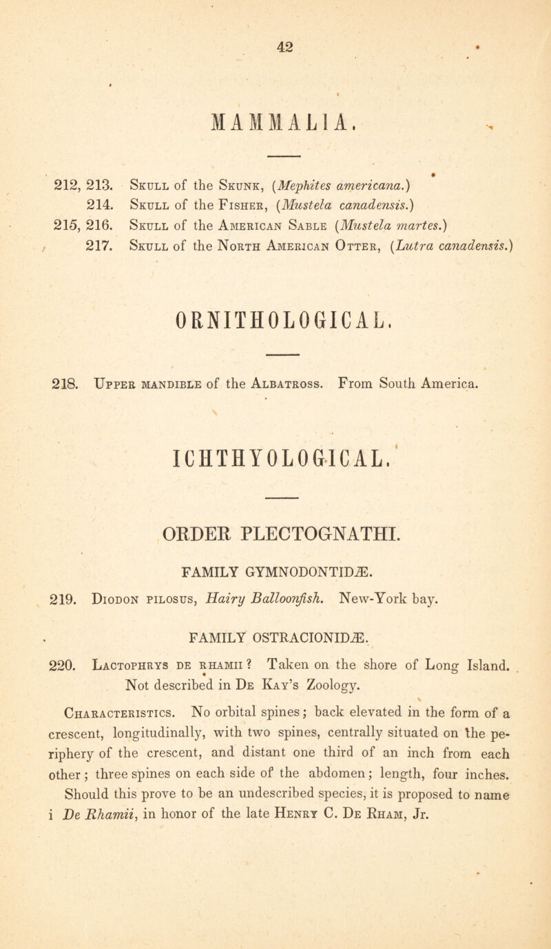 MAMMALIA. } 212, 213. Skull of 214. Skull of 215, 216. Skull of 217. Skull of the Skunk, (Mephites americana.) the Fisher, {Must el a canadensis.) the American Sable {Mustela martes.) the North American Otter, {Lutra canadensis.) ORNITHOLOGICAL. 218. Upper mandible of the Albatross. From South America. ICHTHYOLOGICAL. ORDER PLECTOGNATHI. FAMILY GYMNODONTIDiE. 219. Diodon pilosus, Hairy Balloonjish. New-York bay. FAMILY OSTRACIONIDJE. 220. Lactophrys de rhamii ? Taken on the shore of Long Island. Not described in De Kay’s Zoology. v Characteristics. No orbital spines; back elevated in the form of a crescent, longitudinally, with two spines, centrally situated on the pe¬ riphery of the crescent, and distant one third of an inch from each other; three spines on each side of the abdomen; length, four inches. Should this prove to be an undescribed species, it is proposed to name i De Rhamii, in honor of the late Henry C. De Rham, Jr.