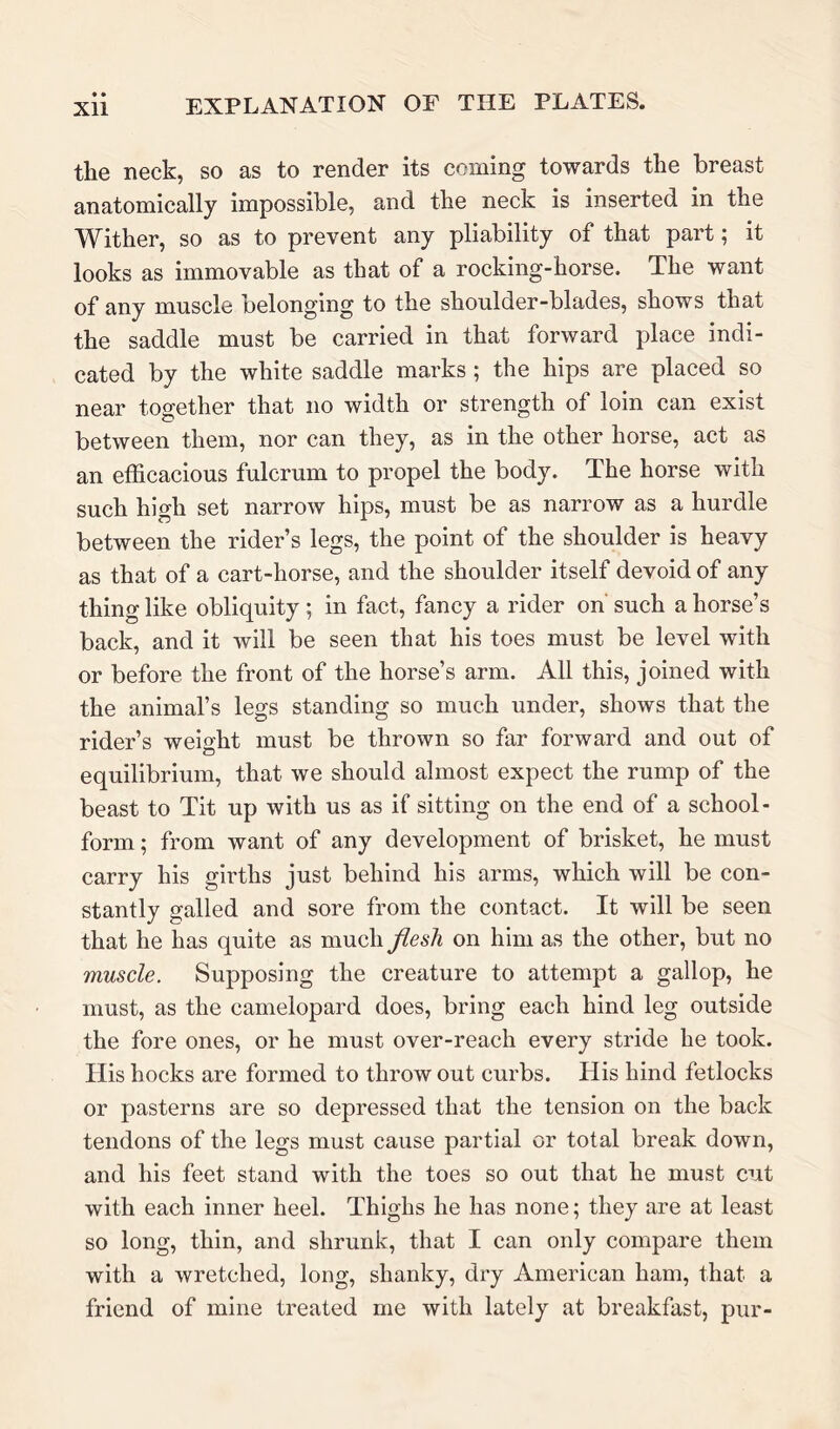 the neck, so as to render its coming towards the breast anatomically impossible, and the neck is inserted in the Wither, so as to prevent any pliability of that part; it looks as immovable as that of a rocking-horse. The want of any muscle belonging to the shoulder-blades, shows that the saddle must be carried in that forward place indi- cated by the white saddle marks ; the hips are placed so near together that no width or strength of loin can exist between them, nor can they, as in the other horse, act as an efficacious fulcrum to propel the body. The horse with such high set narrow hips, must be as narrow as a hurdle between the rider’s legs, the point of the shoulder is heavy as that of a cart-horse, and the shoulder itself devoid of any thing like obliquity; in fact, fancy a rider on' such a horse’s back, and it will be seen that his toes must be level with or before the front of the horse’s arm. All this, joined with the animal’s legs standing so much under, shows that the rider’s weight must be thrown so far forward and out of equilibrium, that we should almost expect the rump of the beast to Tit up with us as if sitting on the end of a school- form; from want of any development of brisket, he must carry his girths just behind his arms, which will be con- stantly galled and sore from the contact. It will be seen that he has quite as much flesh on him as the other, but no muscle. Supposing the creature to attempt a gallop, he must, as the camelopard does, bring each hind leg outside the fore ones, or he must over-reach every stride he took. His hocks are formed to throw out curbs. His hind fetlocks or pasterns are so depressed that the tension on the back tendons of the legs must cause partial or total break down, and his feet stand with the toes so out that he must cut with each inner heel. Thighs he has none; they are at least so long, thin, and shrunk, that I can only compare them with a wretched, long, shanky, dry American ham, that a friend of mine treated me with lately at breakfast, pur-