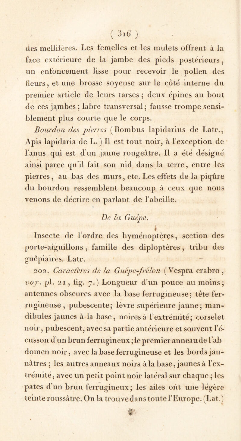 des mellifères. Les femelles et les mulets offrent à la face extérieure de la jambe des pieds postérieurs, un enfoncement lisse pour recevoir le pollen des Heurs, et une brosse soyeuse sur le côté interne du premier article de leurs tarses ; deux épines au bout de ces jambes ; labre transversal; fausse trompe sensi¬ blement plus courte que le corps. Bourdon des pierres (Bornbus lapidarius de Latr., Apis lapidaria de L. ) Il est tout noir, à l’exception de l’anus qui est d’un jaune rougeâtre. Il a été désigné ainsi parce qu’il fait son nid dans la terre, entre les pierres, au bas des murs, etc. Les effets de la piqûre du bourdon ressemblent beaucoup à ceux que nous venons de décrire en parlant de l’abeille. De la Guêpe. k . Insecte de l’ordre des hyménoptères, section des porte-aiguillons , famille des diploptères, tribu des guêpiaires. Latr.  202. Caractères de la Guêpe-frelon (Vespra crabro , voy. pl. 21, fîg. y.) Longueur d’un pouce au moins; antennes obscures avec la base ferrugineuse; tête fer¬ rugineuse , pubescente; lèvre supérieure jaune; man¬ dibules jaunes à la base, noires à l’extrémité; corselet noir, pubescent, avec sa partie antérieure et souvent l’é¬ cusson d’un brun ferrugineux ; le premier anneau de l’ab dornen noir, avec la base ferrugineuse et les bords jau¬ nâtres ; les autres anneaux noirs à la base, jaunes à l’ex¬ trémité, avec un petit point noir latéral sur chaque ; les pâtes d’un brun ferrugineux; les ailes ont une légère teinte roussâtre. Onia trouvedans toute l’Europe. (Lat.)