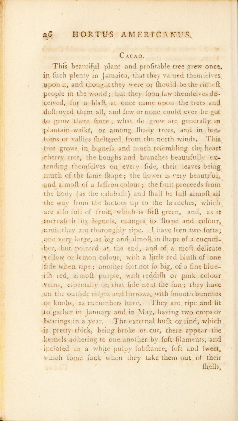 / &S: HORTUS AMERI-CANUS, sv '; Cacao. This beautiful plant and pro^^^ab]e tree ^rew once., in luch plenty in Jamaica, that they valued themleivcs itpon it, and thought they were or fhould be the richefl people in the world; but they fooii law theriileives de- ceived, for a blaft at once came upon the trees and dcflroved them all, and few or none could ever be got to grow there firice ; what do groiv are generally in plantain-walk.'?, or among fbady trees, and in bot- toms or vailies flieltered from the north winds. This tree grows in^ bignels and much rc(embling the heart cherry, tree, the boughs and branches beautifully ex- tending thcmfelves on eveiy fide, their leaves being much of the fame fliape ; the flower is very beautifuls and almofl of a fallron colour; the fruit proceeds from ihc body (as the calabafii) and fliall be full almofl all the way from the .bottom up to the branches, whnich arc alfo full of fruit, which is firfl green, and, as it iiicreafctli iks bignels, changes its fliape and colour^ until thev are thoronglilv ripe. I have fecn two forts; one vei y large, »as big and almoff in fhape of a cucum- ber, but pointed at the end, and of a mofb delicate ^ ^'cllow or lemon colour, wiih a little red blufh of one bde when, ripe ; another fort not lo big, of a fine blue- iih red, almoO; purple, whth reddifli or pink colour veins, erpecially on. that hde next the fun ; they have on the outfide ridges and furrows^ with fmooth bunches or knobs, as, cucumbers have. They are ripe and fit to gather in January and in May, having two crops or bearings in a year. The external hufk or rind, which pretty thick, being broke or cut, there appear the . kernels adhering to one another by foil filaments, and incioled tn a white pulpy fubftance, foft and fweet, which 'foine fuck when they take them out of their fltelLs ■