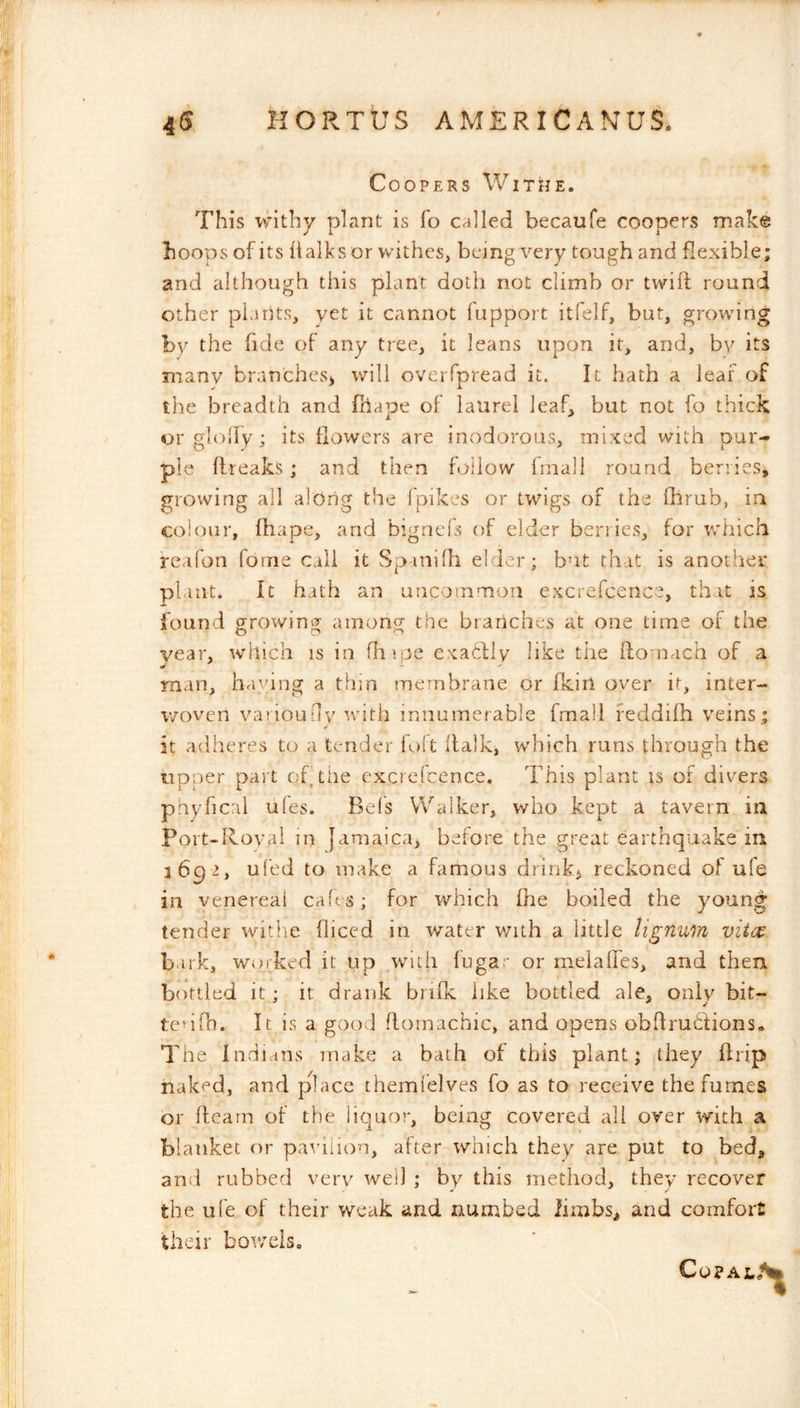 4® KORTt’S AMERICANUS, * Coopers Withe. This i^nthy plant is fo called becaufe coopers make boops of its lialks or withes, being very tough and flexible; and although this plant doth not climb or twill round other piarits, yet it cannot fupport itfelf, but, growing by the fide of any tree, it leans upon it, and, by its Tuanv branches> will oveiTpread it. It hath a leaf of the breadth and fhape of laurel leaf, but not fo thick or gloily; its flowers are inodorous, nii.xed with pur- ple flreaks ; and then follow frnall round berries, growing all along the fpikes or twigs of the fhrub, in colour, fhape, and bigneds of elder berries, for which re<iron fome call it Spanilh elder; but that is another plant. It hath an uncommon excrcfcence, that is found growing among the brariches at one time of the year, which is in (hipe exatlly like the flomach of a man, ha'dug a thin membrane or fkiu over it, inter- woven variouriv with innumerable fmall feddifh veins; it adheres to a tender foit (talk, which runs through the upper part of the excrelcence. This plant is of divers phyfical ufes. Befs Walker, who kept a tavern in Poit-Rovai in Jamaica, before the great earthquake in 1692, ufed to make a famous drinks reckoned of ufe in venereal cafes; for which fhe boiled the young tender witiie fliced in water with a little lignum vitm b irk, worked it up with fugar or meiaffes, and then bottled it; it drank brifk like bottled ale, only bit- tedfh. It is a good flomachic, and opens obllrubtions. The Indians make a bath of this plant; they flrip naked, and place themlelves fo as to receive the fumes or ftearn of the liquor, being covered all over with a blanket or pavilion, after which they are put to bed, and rubbed very well ; by this method, they recover the ufe of their weak and numbed limbs, and comfort their bov/els. CoPAL»^