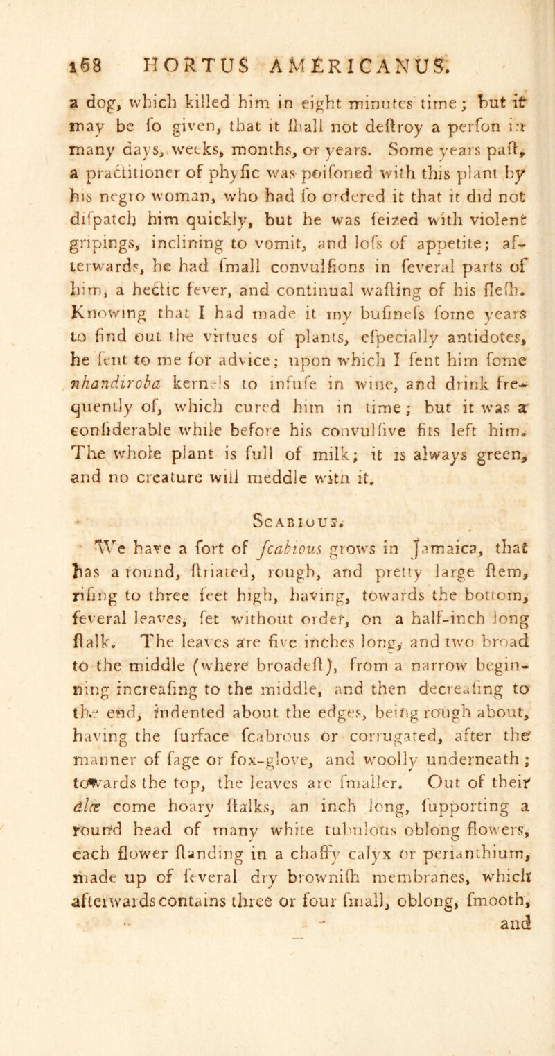 a (log, which killed him in eight minutes time; but if may be fo given, that it (liall not deftroy a perfon i:t many days,.weeks, months, or years. Some years pafi, a practitioner of phyftc was poifoned with this plant by his negro woman, who had lo ordered it that it did not difpatclj him quickly, but he was fei?-ed with violent gnpings, inclining to vomit, and lofs of appetite; af- terw^ards, he had fmall convulfions in fcveral parts of liim, a hediic fever, and continual ivafling of his fleQi* Knowing that I had made it my bufinefs forne years to find out the virtues of plants, efpecially antidotes, he feiit to me for advice; upon ivhich I fent him fome nhandiroba kernels to infufe in wine, and drink fre-^ quently of, which cured him in time; but it was 3: conhderable while before his convulhve fits left him. The whole plant is full of milk; it is always green, and no creature will meddle with it. Scabious. •IVe hare a fort of fcahious grows in Jamaica, that has a round, flriated, rough, and pretty large hem, riling to three feet high, having, towards the bottom, feveral leaves^ fet without order, on a half-inch long flalk. The leaves are five inches long, and two broad to the middle (where broadefl), from a narrow begin- ning increafing to the middle, and then decrealing to th.e end, indented about the edges, being rough about, having the furface fcabroiis or corrugated, after the manner of fage or fox-glove, and woolly underneath ; to^'ards the top, the leaves are fnialier. Out of theif dice come hoary flalks, an inch long, fupporting a rourrd head of many white tubulotis oblong flowens, each flower flanding in a chaffy calyx or perianthium,- made up of feveral dry browniffi membranes, which afterwards contains three or four fmai), oblong, fmooth, and