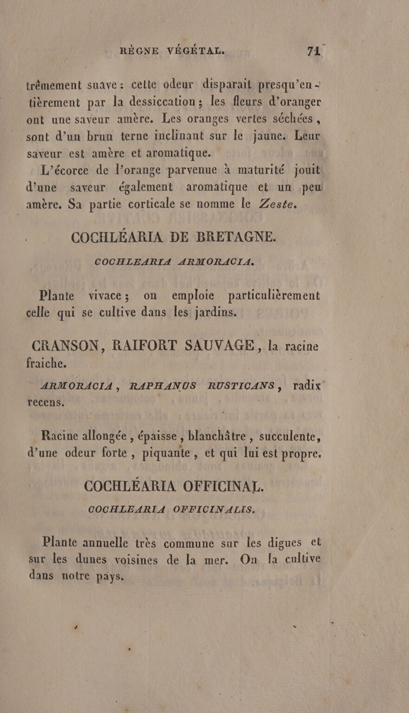 trêmement suave: celle odeur disparait presqu’en- tièrement par la dessiccation; les fleurs d’oranger ont une saveur amère. Les oranges vertes séchées , sont d’un brun terne inclinant sur le jaune. Leur saveur est amère et aromatique. L’écorce de l’orange parvenue à maturité jouit d’une saveur également aromatique et un peu amère, Sa partie corticale se nomme le Zeste. COCHLÉARIA DE BRETAGNE. COCHLEARIA ARMORACIA. Plante vivace; on emploie particulièrement celle qui se cultive dans les jardins. CRANSON, RAIFORT SAUVAGE, la racine fraiche. ARMORACIA, RAPHANUS RUSTICANS, radix recens. . Racine allongée , épaisse , blanchâtre , succulente, d’une odeur forte, piquante, et qui lui est propre. COCHLÉARIA OFFICINAL. COCHLEARIA OFFICINALIS, Plante annuelle très commune sur les digues et sur les dunes voisines de la mer. On la cultive dans notre pays.