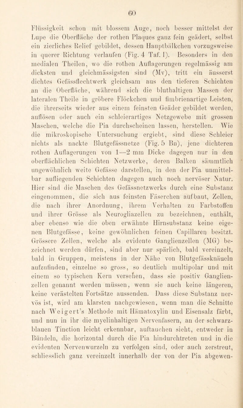 Flüssigkeit schon mit blossem Auge, noch besser mittelst der Lupe die Oberfläche der rothen Plaques ganz fein geädert, selbst ein zierliches Relief gebildet, dessen Hauptbälkchen vorzugsweise in querer Richtung verlaufen (Fig. 4 Taf. I). Besonders in den medialen Theilen, wo die rothen Auflagerungen regelmässig am dicksten und gleichmässigsten sind (Mv), tritt ein äusserst dichtes Gefässflechtwerk gleichsam aus den tieferen Schichten an die Oberfläche, während sich die bluthaltigen Massen der lateralen Theile in gröbere Flöckchen und fimbrienartige Leisten, die ihrerseits wieder aus einem feinsten Geäder gebildet werden, auflösen oder auch ein schleierartiges Netzgewebe mit grossen Maschen, welche die Pia durchscheinen lassen, herstellen. Wie die mikroskopische Untersuchung ergiebt, sind diese Schleier nichts als nackte Blutgefässnetze (Fig. 5 Bn), jene dichteren rothen Auflagerungen von 1—2 mm Dicke dagegen nur in den oberflächlichen Schichten Netzwerke, deren Balken sämmtlich ungewöhnlich weite Gefässe darstellen, in den der Pia unmittel¬ bar aufliegenden Schichten dagegen auch noch nervöser Natur. Hier sind die Maschen des Gefässnetzwerks durch eine Substanz eingenommen, die sich aus feinsten Fäserchen auf baut, Zellen, die nach ihrer Anordnung, ihrem Verhalten zu Farbstoffen und ihrer Grösse als Neurogliazellen zu bezeichnen, enthält, aber ebenso wie die oben erwähnte Hirnsubstanz keine eige¬ nen Blutgefässe, keine gewöhnlichen feinen Capillaren besitzt. Grössere Zellen, welche als evidente Ganglienzellen (MG) be¬ zeichnet werden dürfen, sind aber nur spärlich, bald vereinzelt, bald in Gruppen, meistens in der Nähe von Blutgefässknäueln aufzufinden, einzelne so gross, so deutlich multipolar und mit einem so typischen Kern versehen, dass sie positiv Ganglien¬ zellen genannt werden müssen, wenn sie auch keine längeren, keine verästelten Fortsätze aussenden. Dass diese Substanz ner¬ vös ist, wird am klarsten nachgewiesen, wenn man die Schnitte nach Weigert’s Methode mit Hämatoxylin und Eisensalz färbt, und nun in ihr die myelinhaltigen Nervenfasern, an der schwarz¬ blauen Tinction leicht erkennbar, auftauchen sieht, entweder in Bündeln, die horizontal durch die Pia hindurchtreten und in die evidenten Nervenwurzeln zu verfolgen sind, oder auch zerstreut, schliesslich ganz vereinzelt innerhalb der von der Pia abgewen-