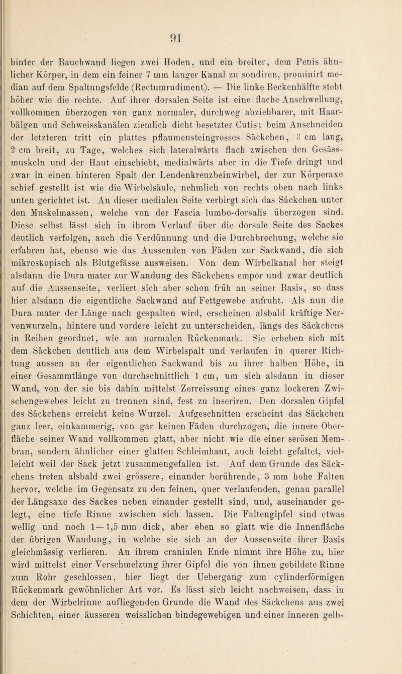 hinter der Bauchwand liegen zwei Hoden, und ein breiter, dem Penis ähn¬ licher Körper, in dem ein feiner 7 mm langer Kanal zu sondiren, prominirt me¬ dian auf dem Spaltungsfelde (Rectumrudiment). — Die linke Beckenhälfte steht höher wie die rechte. Auf ihrer dorsalen Seite ist eine Hache Anschwellung, vollkommen überzogen von ganz normaler, durchweg abziehbarer, mit Haar¬ bälgen und Schweisskanälen ziemlich dicht besetzter Cutis; beim Anschneiden der letzteren tritt ein plattes pflaumensteingrosses Säckchen, 3 cm lang, 2 cm breit, zu Tage, welches sich lateralwärts flach zwischen den Gesäss- muskeln und der Haut einschiebt, medialwärts aber in die Tiefe dringt und zwar in einen hinteren Spalt der Lendenkreuzbeinwirbel, der zur Körperaxe schief gestellt ist wie die Wirbelsäule, nehmlich von rechts oben nach links unten gerichtet ist. An dieser medialen Seite verbirgt sich das Säckchen unter den Muskelmassen, welche von der Fascia lumbo-dorsalis überzogen sind. Diese selbst lässt sich in ihrem Verlauf über die dorsale Seite des Sackes deutlich verfolgen, auch die Verdünnung und die Durchbrechung, welche sie erfahren hat, ebenso wie das Aussenden von Fäden zur Sackwand, die sich mikroskopisch als Blutgefässe ausweisen. Von dem Wirbelkanal her steigt alsdann die Dura mater zur Wandung des Säckchens empor und zwar deutlich auf die Aussenseite, verliert sich aber schon früh an seiner Basis, so dass hier alsdann die eigentliche Sack wand auf Fettgewebe aufruht. Als nun die Dura mater der Länge nach gespalten wird, erscheinen alsbald kräftige Ner¬ venwurzeln, hintere und vordere leicht zu unterscheiden, längs des Säckchens in Reihen geordnet, wie am normalen Rückenmark. Sie erheben sich mit dem Säckchen deutlich aus dem Wirbelspalt und verlaufen in querer Rich¬ tung aussen an der eigentlichen Sackwand bis zu ihrer halben Höhe, in einer Gesammtlänge von durchschnittlich 1 cm, um sich alsdann in dieser Wand, von der sie bis dahin mittelst Zerreissung eines ganz lockeren Zwi¬ schengewebes leicht zu trennen sind, fest zu inseriren. Den dorsalen Gipfel des Säckchens erreicht keine Wurzel. Aufgeschnitten erscheint das Säckchen ganz leer, einkammerig, von gar keinen Fäden durchzogen, die innere Ober¬ fläche seiner Wand vollkommen glatt, aber nicht wie die einer serösen Mem¬ bran, sondern ähnlicher einer glatten Schleimhaut, auch leicht gefaltet, viel¬ leicht weil der Sack jetzt zusammengefallen ist. Auf dem Grunde des Säck¬ chens treten alsbald zwei grössere, einander berührende, 3 mm hohe Falten hervor, welche im Gegensatz zu den feinen, quer verlaufenden, genau parallel der Längsaxe des Sackes neben einander gestellt sind, und, auseinander ge¬ legt, eine tiefe Rinne zwischen sich lassen. Die Faltengipfel sind etwas wellig und noch 1—1,5 mm dick, aber eben so glatt wie die Innenfläche der übrigen Wandung, in welche sie sich an der Aussenseite ihrer Basis gleichmässig verlieren. An ihrem cranialen Ende nimmt ihre Höhe zu, hier wird mittelst einer Verschmelzung ihrer Gipfel die von ihnen gebildete Rinne zum Rohr geschlossen, hier liegt der Uebergang zum cylinderförmigen Rückenmark gewöhnlicher Art vor. Es lässt sich leicht nachweisen, dass in dem der Wirbelrinne aufliegenden Grunde die Wand des Säckchens aus zwei Schichten, einer äusseren weisslichen bindegewebigen und einer inneren gelb-