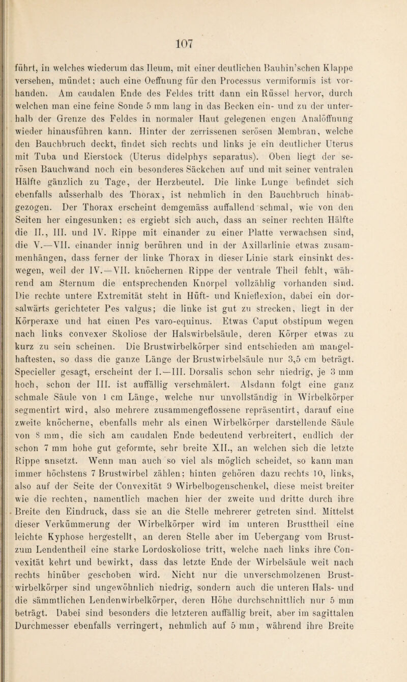 fuhrt, in welches wiederum das lleum, mit einer deutlichen Bauhin’schen Klappe versehen, mündet; auch eine Oeffnung für den Processus vermiformis ist vor¬ handen. Am caudalen Ende des Feldes tritt dann ein Rüssel hervor, durch welchen man eine feine Sonde 5 mm lang in das Becken ein- und zu der unter¬ halb der Grenze des Feldes in normaler Haut gelegenen engen Analöffnung wieder hinausführen kann. Hinter der zerrissenen serösen Membran, welche den Bauchbruch deckt, findet sich rechts und links je ein deutlicher Uterus mit Tuba und Eierstock (Uterus didelphys separatus). Oben liegt der se¬ rösen Bauchwand noch ein besonderes Säckchen auf und mit seiner ventralen Hälfte gänzlich zu Tage, der Herzbeutel. Die linke Lunge befindet sich ebenfalls ausserhalb des Thorax, ist nehmlich in den Bauchbruch hinab¬ gezogen. Der Thorax erscheint demgemäss auffallend schmal, wie von den Seiten her eingesunken; es ergiebt sich auch, dass an seiner rechten Hälfte die II., III. und IV. Rippe mit einander zu einer Platte verwachsen sind, die Y.—VII. einander innig berühren und in der Axillarlinie etwas Zusam¬ menhängen, dass ferner der linke Thorax in dieser Linie stark einsinkt des¬ wegen, weil der IV.—VII. knöchernen Rippe der ventrale Theil fehlt, wäh¬ rend am Sternum die entsprechenden Knorpel vollzählig vorhanden sind. Die rechte untere Extremität steht in Hüft- und Knieflexion, dabei ein dor- salwärts gerichteter Pes valgus; die linke ist gut zu strecken, liegt in der Körperaxe und hat einen Pes varo-equinus. Etwas Caput obstipum wegen nach links convexer Skoliose der Halswirbelsäule, deren Körper etwas zu kurz zu sein scheinen. Die Brustwirbelkörper sind entschieden am mangel¬ haftesten, so dass die ganze Länge der Brustwirbelsäule nur 3,5 cm beträgt. Specieller gesagt, erscheint der I.—III. Dorsalis schon sehr niedrig, je 3 mm hoch, schon der III. ist auffällig verschmälert. Alsdann folgt eine ganz schmale Säule von 1 cm Länge, welche nur unvollständig in Wirbelkörper segmentirt wird, also mehrere zusammengeflossene repräsentirt, darauf eine zweite knöcherne, ebenfalls mehr als einen Wirbelkörper darstellende Säule von 8 mm, die sich am caudalen Ende bedeutend verbreitert, endlich der schon 7 mm hohe gut geformte, sehr breite XII., an welchen sich die letzte Rippe ansetzt. Wenn man auch so viel als möglich scheidet, so kann man immer höchstens 7 Brustwirbel zählen; hinten gehören dazu rechts 10, links, also auf der Seite der Convexität 9 Wirbelbogenschenkel, diese meist breiter wie die rechten, namentlich machen hier der zweite und dritte durch ihre . Breite den Eindruck, dass sie an die Stelle mehrerer getreten sind. Mittelst dieser Verkümmerung der Wirbelkörper wird im unteren Brusttheil eine leichte Kyphose hergestellt, an deren Stelle aber im Uebergaug vom Brust- zum Lendentheil eine starke Lordoskoliose tritt, welche nach links ihre Con¬ vexität kehrt und bewirkt, dass das letzte Ende der Wirbelsäule weit nach rechts hinüber geschoben wird. Nicht nur die unverschmolzenen Brust¬ wirbelkörper sind ungewöhnlich niedrig, sondern auch die unteren Hals- und die sämmtlichen Lendenwirbelkörper, deren Höhe durchschnittlich nur 5 mm beträgt. Dabei sind besonders die letzteren auffällig breit, aber im sagittalen Durchmesser ebenfalls verringert, nehmlich auf 5 mm, während ihre Breite