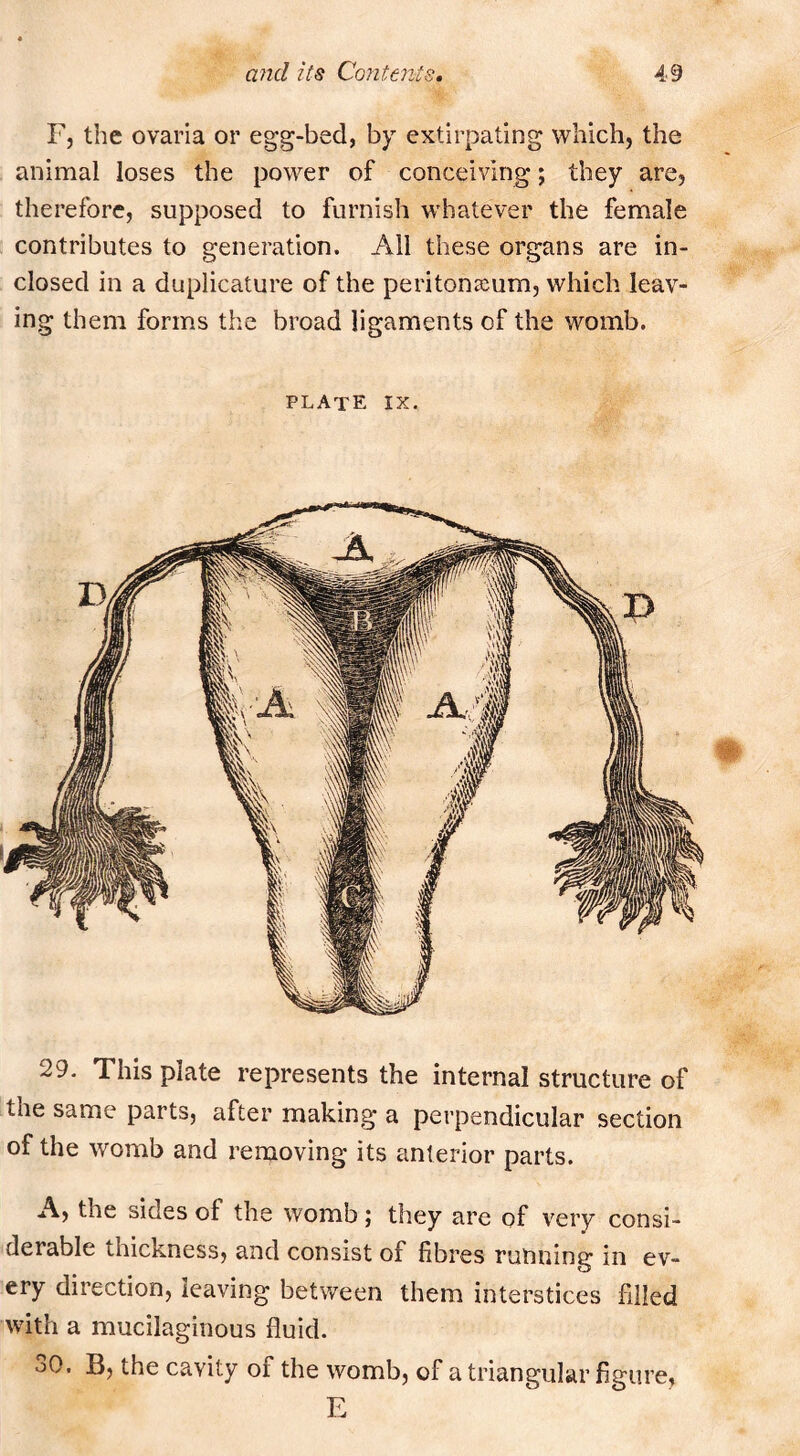 F, the ovaria or egg-bed, by extirpating which, the animal loses the power of conceiving; they are, therefore, supposed to furnish whatever the female contributes to generation. All these organs are in- closed in a duplicature of the peritonscum, which leav- ing them forms the broad ligaments of the womb. plate IX. 29. This plate represents the internal structure of the same parts, after making a perpendicular section of the womb and removing its anterior parts. A, the sides of the womb ; they are of very consi- derable thickness, and consist of fibres running in ev- ery direction, leaving between them interstices filled with a mucilaginous fluid. 30. B, the cavity of the womb, of a triangular figure, E