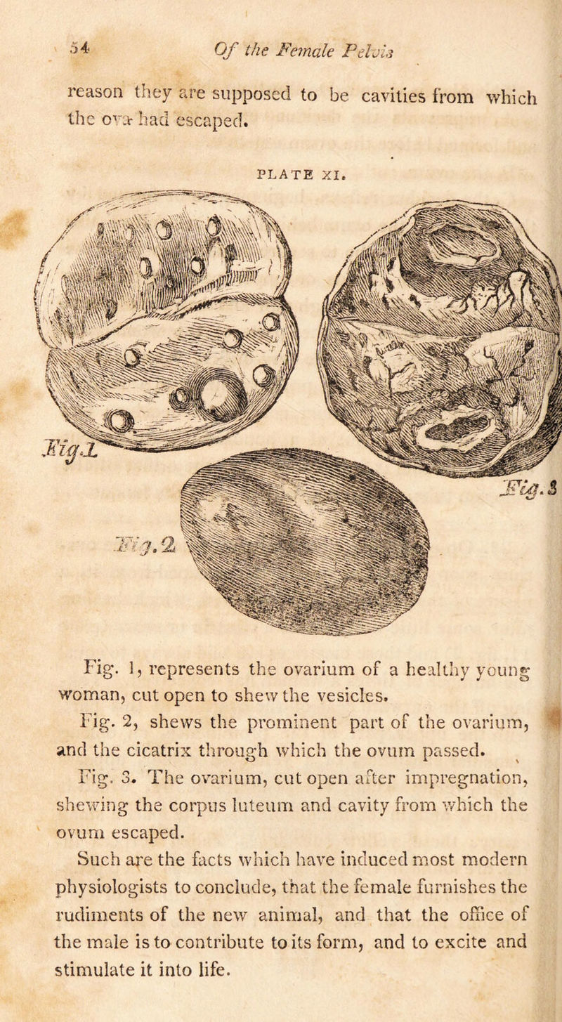 reason they are supposed to be cavities from which the onv had escaped. PLATE XI. Fig. 1, represents the ovarium of a healthy young woman, cut open to shew the vesicles. Fig. 2, shews the prominent part of the ovarium, ( and the cicatrix through which the ovum passed. Fig. 3. The ovarium, cut open after impregnation, shewing the corpus luteum and cavity from v/hich the ovum escaped. Such are the facts which have induced most modern physiologists to conclude, that the female furnishes the rudiments of the new animal, and that the office of the male is to contribute to its form, and to excite and stimulate it into life.