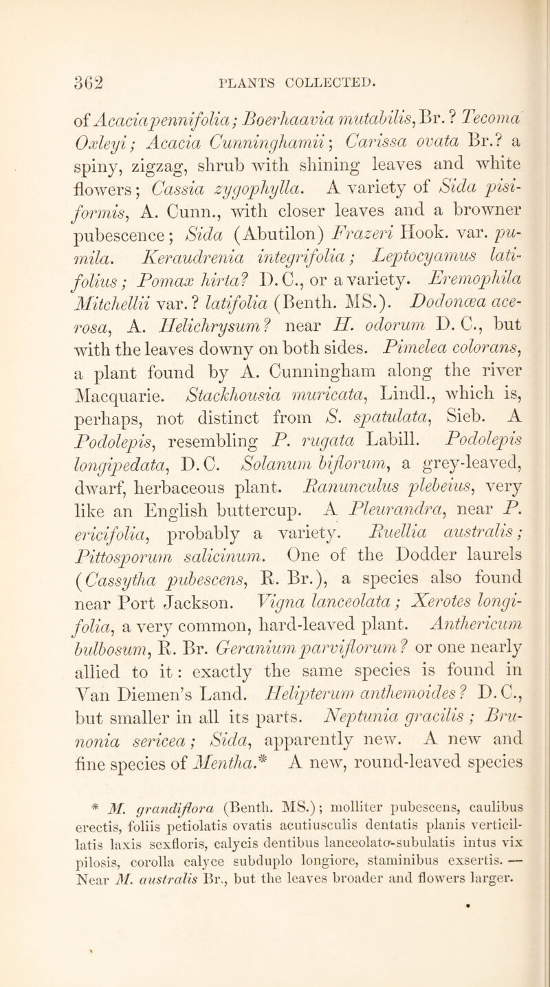 302 PLANTS COLLECTED. of Acaciapennifolia; Boerliaavia mutahilis, Br. ? Tecoma Oxleyi; Acacia Cunninghamii; Carissa ovata Br.? a spiny, zigzag, shrub with shining leaves and white flowers; Cassia zygophylla. A variety of Sida pisi- for mis, A. Cunn., with closer leaves and a browner pubescence; Sida (Abutilon) Frazeri Hook. var. pu- mila. Keraudrenia integrifolia; Leptocycimus lata folius; Fornax hirta? D. C., or a variety. Eremophila Mitchellii var.? latifolia (Benth. MS.). Pod oner a ace- rosa, A. llelichrysum ? near II. odorum D. C., but with the leaves downy on both sides. Pimelea colorans, a plant found by A. Cunningham along the river Macquarie. Stackhousia muricata, Hindi., which is, perhaps, not distinct from S. spatulata, Sieb. A Podolepis, resembling P. rugata LabilL Podolepis longipedata, D.C. Solarium biflorum, a grey-leaved, dwarf, herbaceous plant. Ranunculus plebeius, very like an English buttercup. A Pleurandra, near P. ericifolia, probably a variety. Ruellia australis; Pittosporum salicinum. One of the Dodder laurels (Cassytha pubescens, R. Br.), a species also found near Port Jackson. Fh/na lanceolata; Xerotes longi- folia, a very common, hard-leaved plant. Anthericum bulbosum, R. Br. Geranium parviflorum? or one nearly allied to it: exactly the same species is found in Yan Diemen’s Land. Helipterum anthemoides ? D.C., but smaller in all its parts. Neptunia gracilis ; Bru- nonia sericea ; Sida, apparently new. A new and fine species of MentliaA A new, round-leaved species * M. grandiftora (Benth. MS.); molliter pubescens, caulibus erectis, foliis petiolatis ovatis acutiusculis dentatis planis verticil* latis laxis sexfloris, calycis dentibus lanceolata-subulatis intus vix pilosis, corolla calyce subduplo longiore, staminibus exsertis. — Near M. australis Br., but the leaves broader and flowers larger.