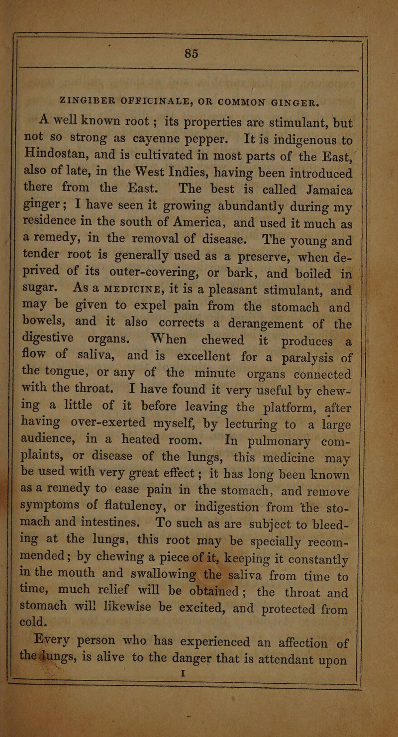 ‘ va 85 ‘ i) | ZINGIBER OFFICINALE, OR COMMON GINGER. A well known root ; its properties are stimulant, but not so strong as cayenne pepper. It is indigenous to . Hindostan, and is cultivated in most parts of the East, also of late, in the West Indies, having been introduced | there from the East. The best is called Jamaica ginger; I have seen it growing abundantly during my | | residence in the south of America, and used it much as || aremedy, in the removal of disease. The young and | tender root is generally used as a preserve, when de- { prived of its outer-covering, or bark, and boiled ps, | sugar. Asa MEDICINE, it is a pleasant stimulant, and || may be given to expel pain from the stomach and || bowels, and it also corrects a derangement of the digestive organs. When chewed it produces a || the tongue, or any of the minute organs connected | with the throat. I have found it very useful by chew- | ing a little of it before leaving the platform, after || having over-exerted myself, by lecturing to a large audience, in a heated room. In pulmonary com- || plaints, or disease of the lungs, this medicine may || be used with very great effect; it has long been known | asa remedy to ease pain in the stomach, and remove symptoms of flatulency, or indigestion from ‘the sto- || mach and intestines. To such as are subject to bleed- || ing at the lungs, this root may be specially recom- || mended; by chewing a piece of it, keeping it constantly {| in the mouth and swallowing the saliva from time to time, much relief will be obeaitea - the throat and