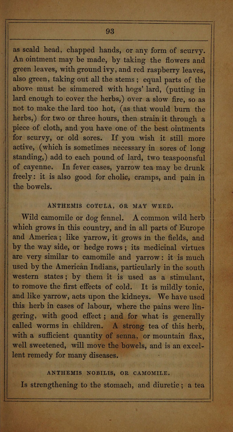 || as seald head, chapped hands, or any form of scurvy. |} An ointment may be made, by taking the flowers and || _ green leaves, with ground ivy, and red raspberry leaves, || also green, taking out all the stems; equal parts of the | above must be simmered with hogs’ lard, (putting in lard enough to cover the herbs,) over a slow fire, so as | not to make the lard too hot, (as that would burn the || herbs, ) for two or three hours, then strain it through a || piece of cloth, and you have one of the best ointments j| for scurvy, or old sores. If you wish it still more || active, (which is sometimes necessary in sores of long standing, ) add to each pound of lard, two teaspoonsful || — of cayenne. In fever cases, yarrow tea may be drunk | 1 freely: it is also good for cholic, pila and pain in | the bowels. ANTHEMIS CoTULA, OR MAY WEED. J ‘Wild camomile or dog fennel. A common wild herb &gt; which grows in this country, and in all parts of Europe || and America; like yarrow, it grows in the fields, and || by the way “ or hedge rows; its medicinal virtues || are very similar to camomile and yarrow: it is much 4 used by the American phone particularly in the ee | ee with good effect ; | | called worms in children. A