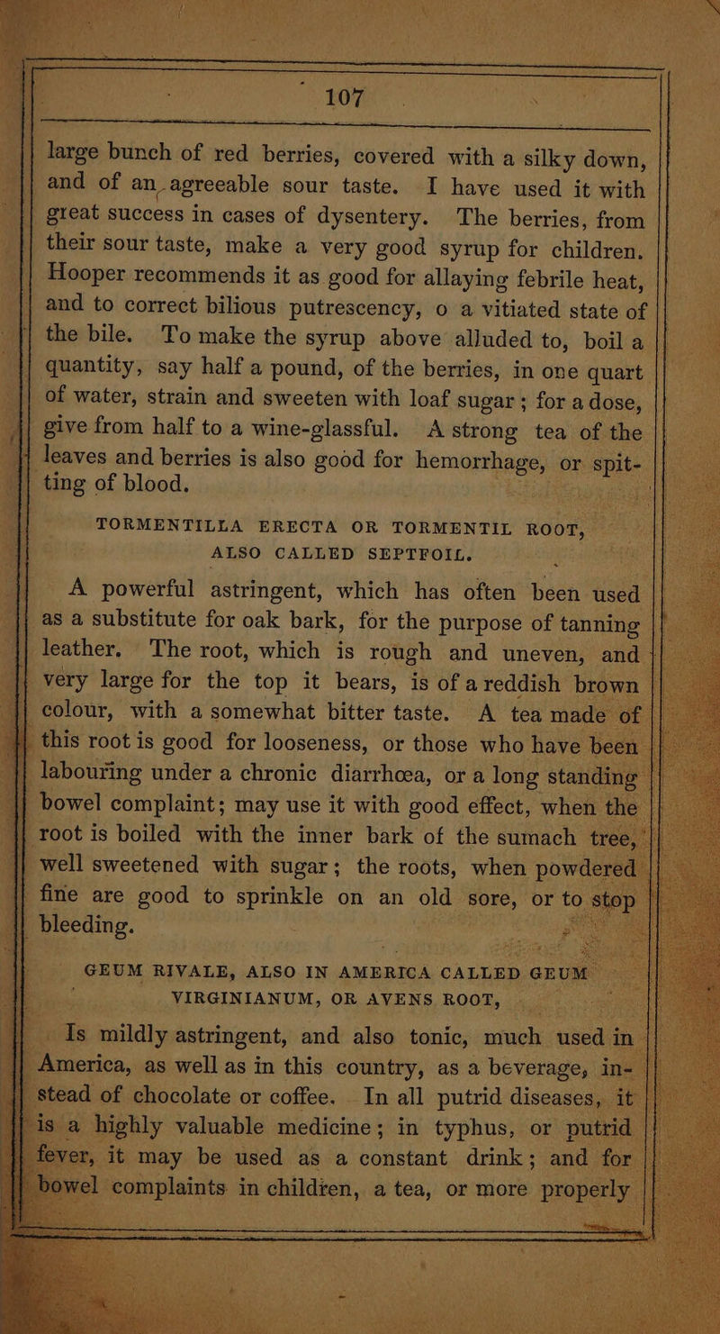 large bunch of red berries, covered with a silky down, | ar and of anagreeable sour taste. I have used it with ‘|| great success in cases of dysentery. The berries, from , | their sour taste, make a very good syrup for children. | Hooper recommends it as good for allaying febrile heat, | and to correct bilious putrescency, o a vitiated state of |; || the bile. To make the syrup above alluded to, boil a i‘ ie |} quantity, say half a pound, of the berries, in one quart || of water, strain and sweeten with loaf sugar; foradose, || __ | give from half to a wine-glassful. A strong tea of the |} leaves and berries is also good for hemaneisee or spit- | _}| ting of blood. He ae TORMENTILLA ERECTA OR TORMENTIL ROOT, ALSO CALLED SEPTFOIL. | Py ie [es . | A powerful astringent, which has often been used : || as a substitute for oak bark, for the purpose of tanning IP || leather. The root, which is rough and uneven, and | | very large for the top it bears, is of a reddish brown colour, with a somewhat bitter taste. A tea mad 1 this root is good for looseness, or those who have be labouring under a chronic diarrhcea, or a long standi ig |} bowel complaint; may use it with good effect, when || root is boiled with the inner bark of the sumach tre || well sweetened with sugar; the roots, when powder fine are good to sprinkle on an old ‘sore, or to s } bleeding. phen GEUM RIVALE, ALSO IN AMERICA. CALLED enum VIRGINIANUM, OR AVENS Rah M Ww naan: in inion, a teas or more a