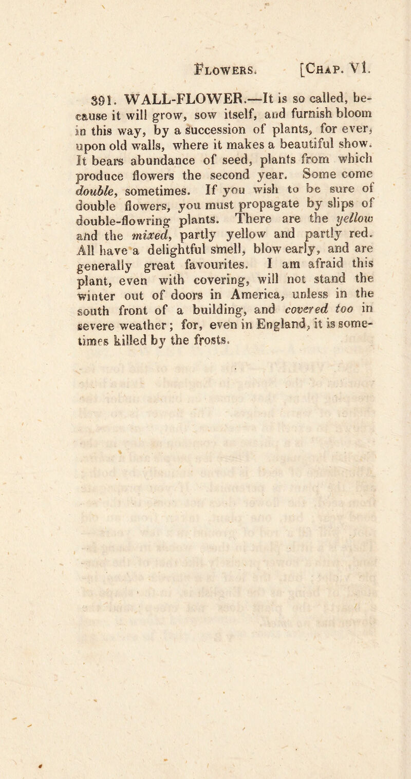 391. WALL-FLOWER .—“It is so called, be- cause it will grow, sow itself, and furnish bloom io this way, by a i^uccession of plants, for ever, upon old walls, where it makes a beautiful showi It bears abundance of seed, plants from which produce flowers the second year. Some come double, sometimes. If you wish to be sure of double flowers, you must propagate by slips of double-flowring plants. There are the yellow and the mixed, partly yellow and partly red. AM have a delightful smell, blow early, and are generally great favourites. I am afraid this plant, even with covering, will not stand the winter out of doors in America, unless in the sooth front of a building, and covaed too in severe weather; for, even in England, it is some- times killed by the frosts.