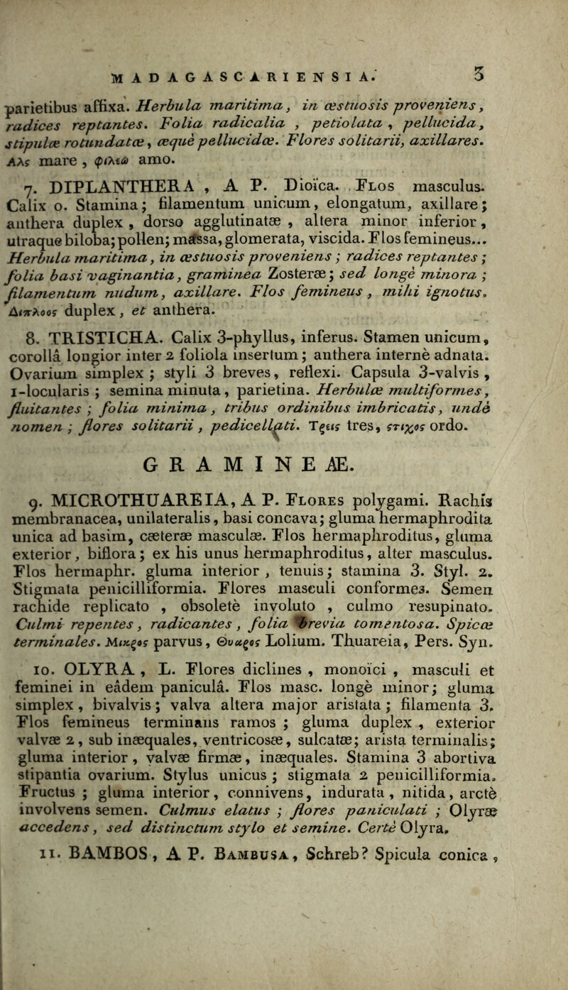 5 parîetibus affixa. Herbu la maritima, in œstuosis proveniens, radices reptantes. Folia radicalia , petiolata , pellucida, itipulæ rotundatœ y œquè pellucidœ. Flores soliùarii, axillares. AM mare , amo. y. DIPLANTHERA , A P. Dioïca. . Elos masculas. Calix O. Stamina; filamentum unicum, elongatum, axillare; aiithera duplex , dorso agglutinatæ , altéra minor inferior, ulraquebiloba; pollen; mffissa, glomerata, viscida. Flosfemineus... Herbula maritima y in œstuosis proveniens ; radices reptantes ; folia basi vaginantia, gramùiea Zosteræ; sed longé minora ; filamentum nudum, axillare. Flos femineus, mihi ignotus, duplex, et aiithera. 8. TRISTICHA. Calix 3-phjllus, inferus. Stamen unicum, corollâ loiigior inter 2 foliola insertum ; anthera interné adnata. Ovarium simplex ; styli 3 brèves, reflexi. Capsula 3-valvis , i-locularis ; semina minuta, parietina. Herbulœ multiformes y fluitantes ; folia minima y tribus ordinibus imbricatisy undè nomen ; flores solitarii y pedicellati. T^etç très, ordo. G R A M I N E AE. 9. MICROTHUARKIA, A P. Flores poljgami. Rachis membranacea, unilateralis, basi concava; gluma hermaphrodita unica ad basim, cæteræ masculæ. Flos hermaphroditus, gluma exterior, biflora ; ex his unus hermaphroditus, alter masculus. Flos hermaphr. gluma interior , tennis ; stamina 3. Styl. 2. Stigmata penicilliformia. Flores maseuli conformes. Semen rachide replicato , obsoletè involuto , culmo resupinato. Culmi repentes, radicantes , folia brévia tomentosa. Spicœ terminales. MtK^oç parvus, Lolium. Thuareia, Pers. Syn. 10. OLYRA , L. Flores diclines , monoïci , maseuli et feminei in eâdem paniculâ. Flos masc. longe minor; gluma simplex, bivalvis ; valva altéra major aristata ; filamenta 3. Flos femineus terminans ramos ; gluma duplex , exterior valvæ 2, sub inæquales, ventricosæ, sulcatæ; arista terminalis; gluma interior , valvæ firmæ, inæquales. Stamina 3 abortiva stipantia ovarium. Stylus unicus ; stigmata 2 penicilliformia. Fructus ; gluma interior, connivens, indurata , nitida, arctè involvens semen. Culmus elatus ; flores paniculati ; Olyræ uccedens y sed distinctum stylo et semine. Certè 0\yvdi, II. BAMBOS, A P. Bambüsa, Schreb? Spicula conica,
