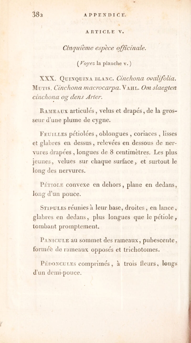 ARTICLE Y. Cinquième espece officinale. ( Voyez la planche v. ) XXX. Quinquina elanc. Cinchona ovalifolia, Mutis. Cinchona macrocarpa. Vahl. O ni slaegten cinchona on: dens Arter. . O Rameaux articules, velus et drapes, de la gros- seur d’une plume de cygne. Feuilles petiolées , oblongues , coriaces , lisses et glabres en dessus, relevées en dessous de ner- vures drapées , longues de 8 centimètres. Les plus jeunes, velues sur chaque surface, et surtout le long des nervures. Pétiole convexe en dehors, plane en dedans, long d’un pouce. Stipules réunies a leur base, droites , en lance , glabres en dedans, plus longues que le pétiole, tombant promptement. Panicule au sommet des rameaux, pubescente, formée de rameaux opposés et trichotomes. Pédoncules comprimés , a trois fleurs, longes d’un demi-pouce.