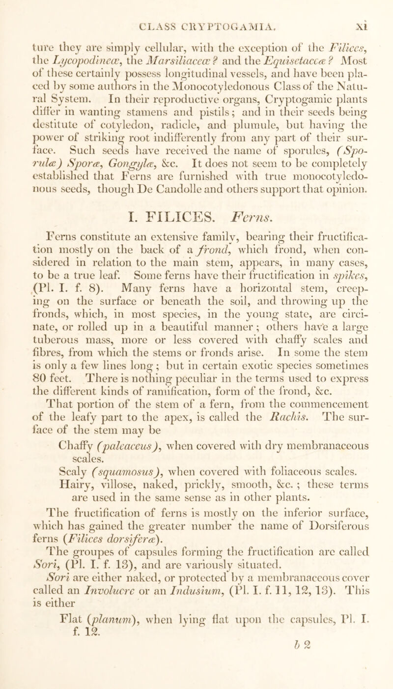 ture they are simply cellular, with the exception of the Filiccs, the Lycopodlnece, the Marsiliaceoc ? and the Equisetacca ? Most of these certainly possess longitudinal vessels, and have been pla- ced by some authors in the Monocotyledonous Class of the Natu- ral System. In their reproductive organs, Cryptogamic plants differ in wanting stamens and pistils; and in their seeds being destitute of cotyledon, radicle, and plumule, but having the power of striking root indifferently from any part of their sur- face. Such seeds have received the name of sporules, (Spo- ndee ) Sporee, Gongylee, &c. It does not seem to be completely established that Ferns are furnished with true monocotyledo- nous seeds, though De Candolle and others support that opinion. I. FXLXCES. Ferns. Ferns constitute an extensive family, bearing their fructifica- tion mostly on the back of a. frond, which frond, when con- sidered in relation to the main stem, appears, in many cases, to be a true leaf. Some ferns have their fructification in spikes, (PI. 1. f. 8). Many ferns have a horizontal stem, creep- ing on the surface or beneath the soil, and throwing up the fronds, which, in most species, in the young state, are circi- nate, or rolled up in a beautiful manner ; others have a large tuberous mass, more or less covered with chaffy scales and fibres, from which the stems or fronds arise. In some the stem is only a few lines long; but in certain exotic species sometimes 80 feet. There is nothing peculiar in the terms used to express the different kinds of ramification, form of the frond, &c. That portion of the stem of a fern, from the commencement of the leafy part to the apex, is called the Racliis. The sur- face of the stem may be Chaffy (paleaceus), when covered with dry membranaceous scales. Scaly (squamosus), when covered with foliaceous scales. Hairy, villose, naked, prickly, smooth, &c. ; these terms are used in the same sense as in other plants. The fructification of ferns is mostly on the inferior surface, which has gained the greater number the name of Dorsiferous ferns (Filices dorsiferee). The groupes of capsules forming the fructification are called Sori, (PI. I. f. 13), and are variously situated. Sori are either naked, or protected by a membranaceous cover called an Involucre or an Indusium, (Pi. I. f. 11, 12, 13). This is either Flat (planum), when lying flat upon the capsules, PI. I. f. 12.